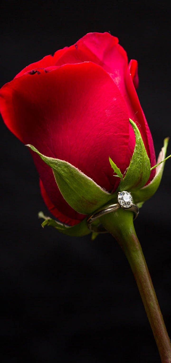Vivo Y11, Red Rose, vibrant red rosebud, HD Phone Wallpaper