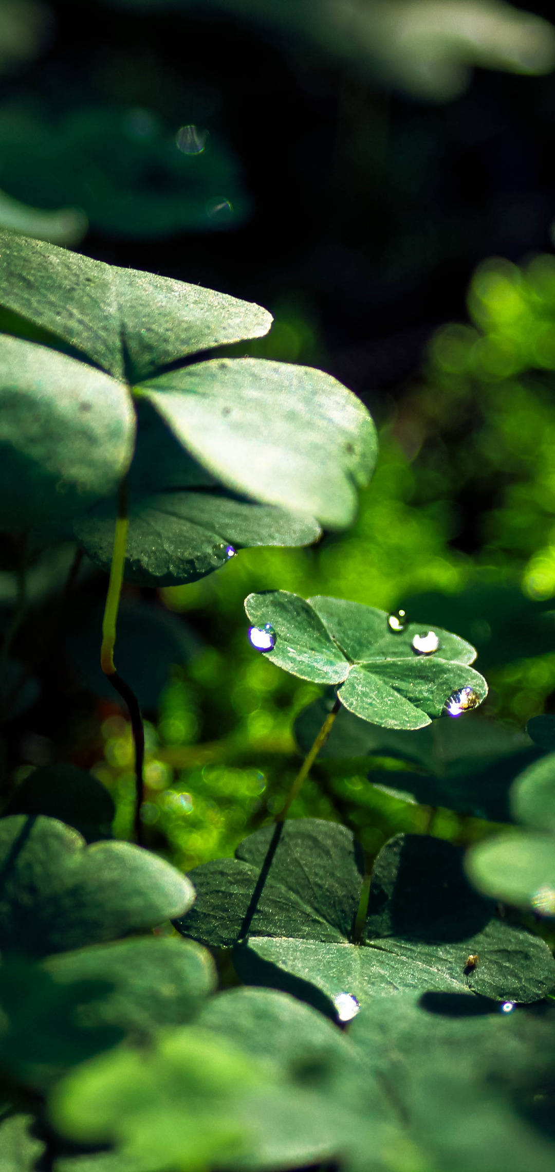 Vivo Y11, clover leaves, dewdrops, Full HD Phone Wallpaper