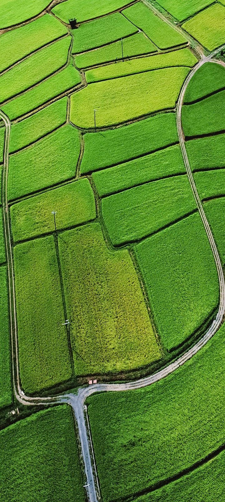 Vivo Y20, Calming Green, vibrant green rice paddies, HD Phone Wallpaper