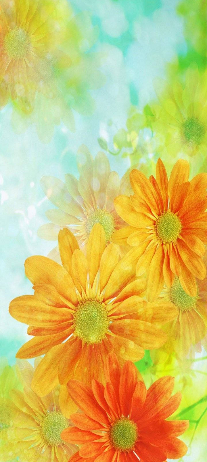 Vivo Y20, bright orange flowers, daisies, HD Phone Wallpaper