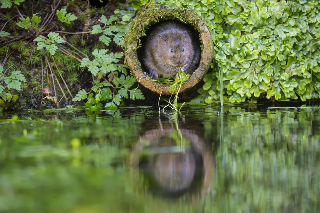 Vole