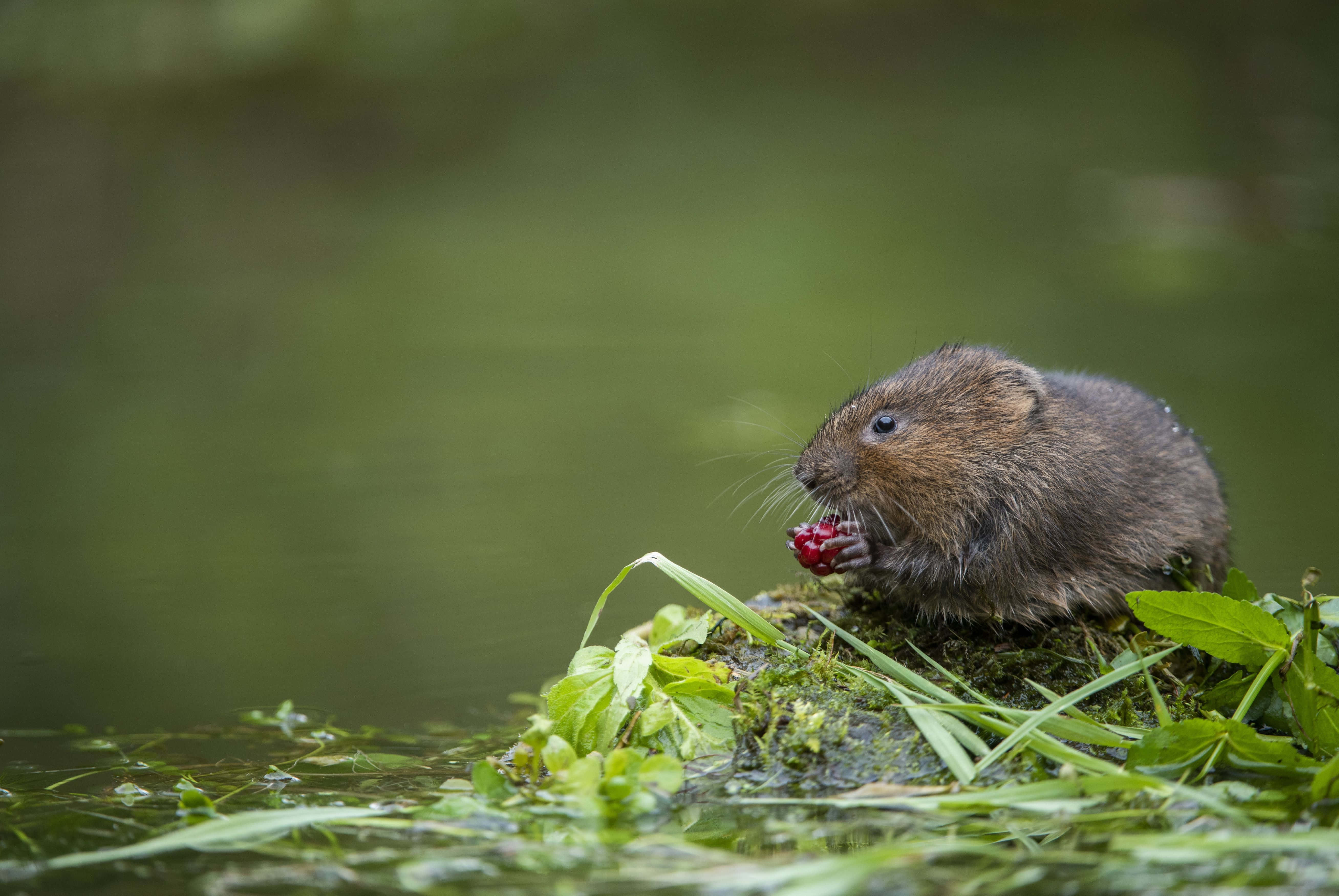 vole, mossy rock, water, 5K Desktop Wallpaper