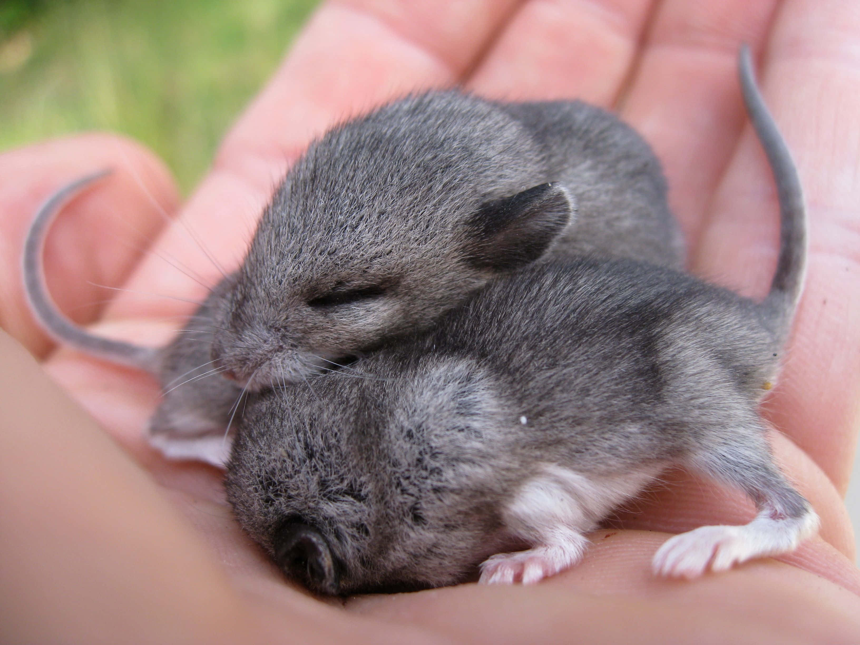 baby voles, gray, white paws, 2K Desktop Wallpaper