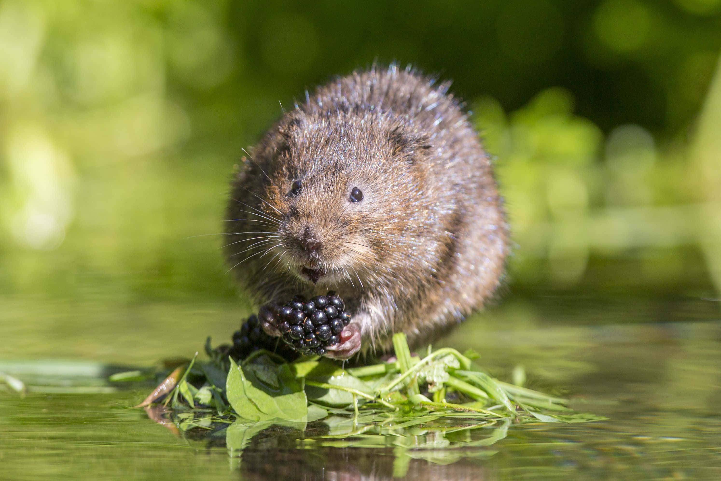 water vole, blackberry, shallow water, 2K Desktop Wallpaper