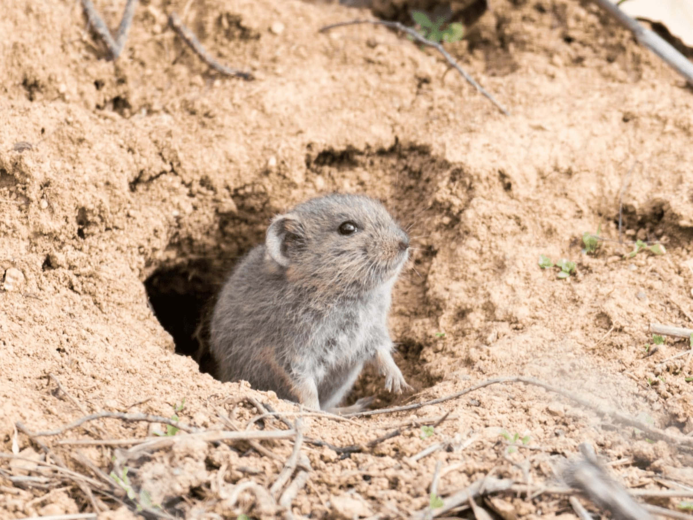 vole, burrow, dry sandy soil, Full HD Desktop Wallpaper