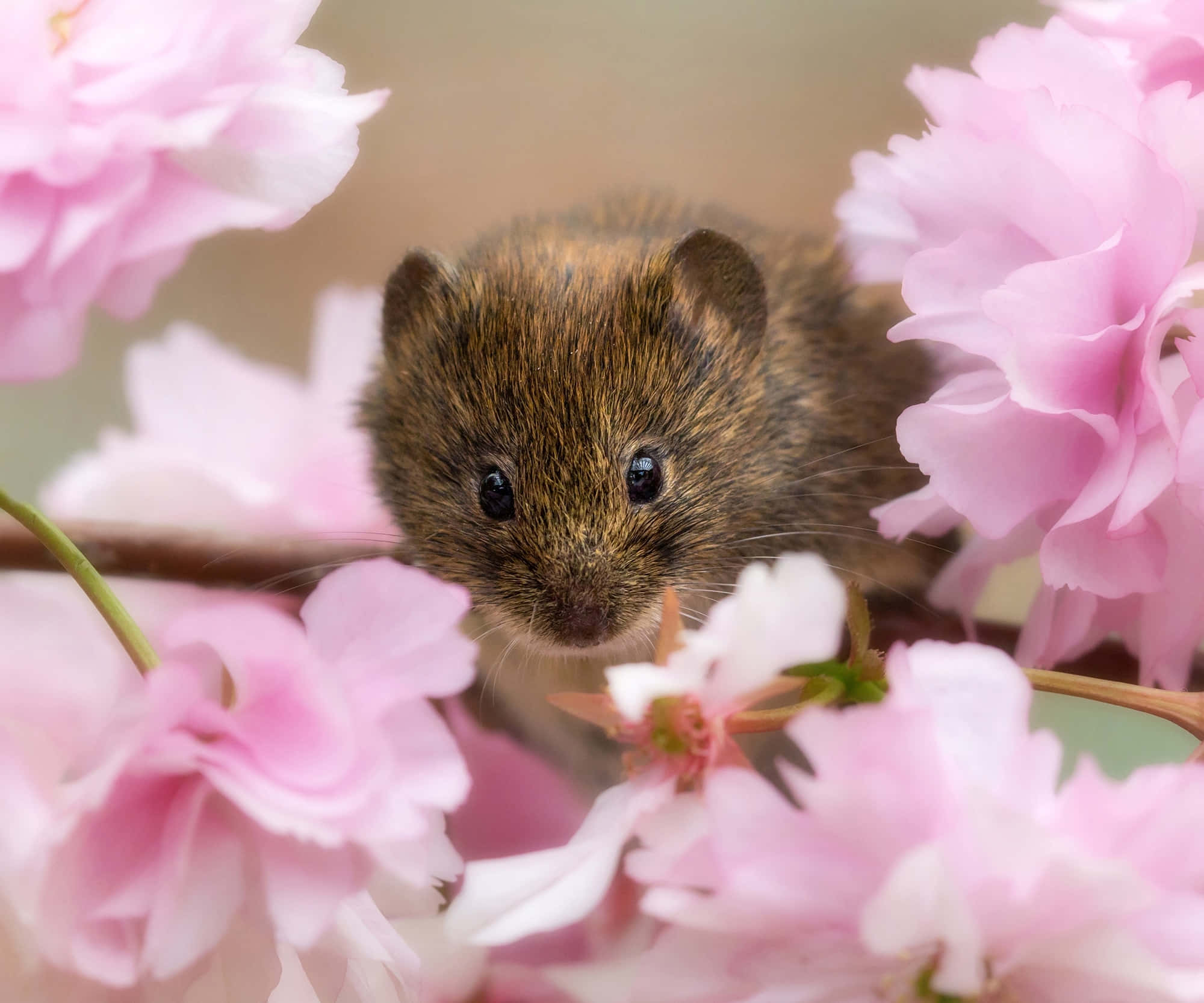 Vole, pink blossoms, cherry blossoms, Full HD Desktop Wallpaper
