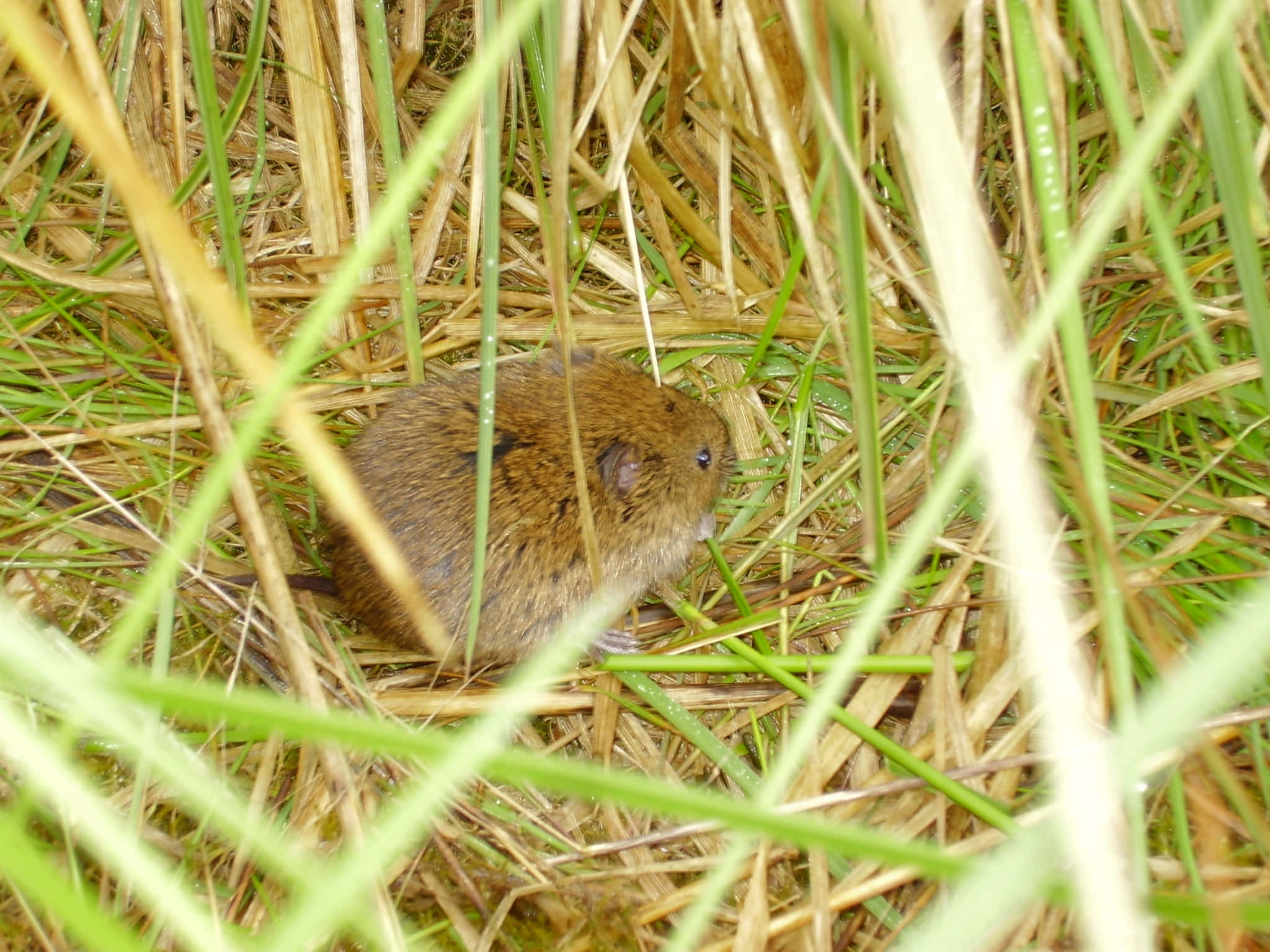 vole, brown, green grass, Full HD Desktop Wallpaper