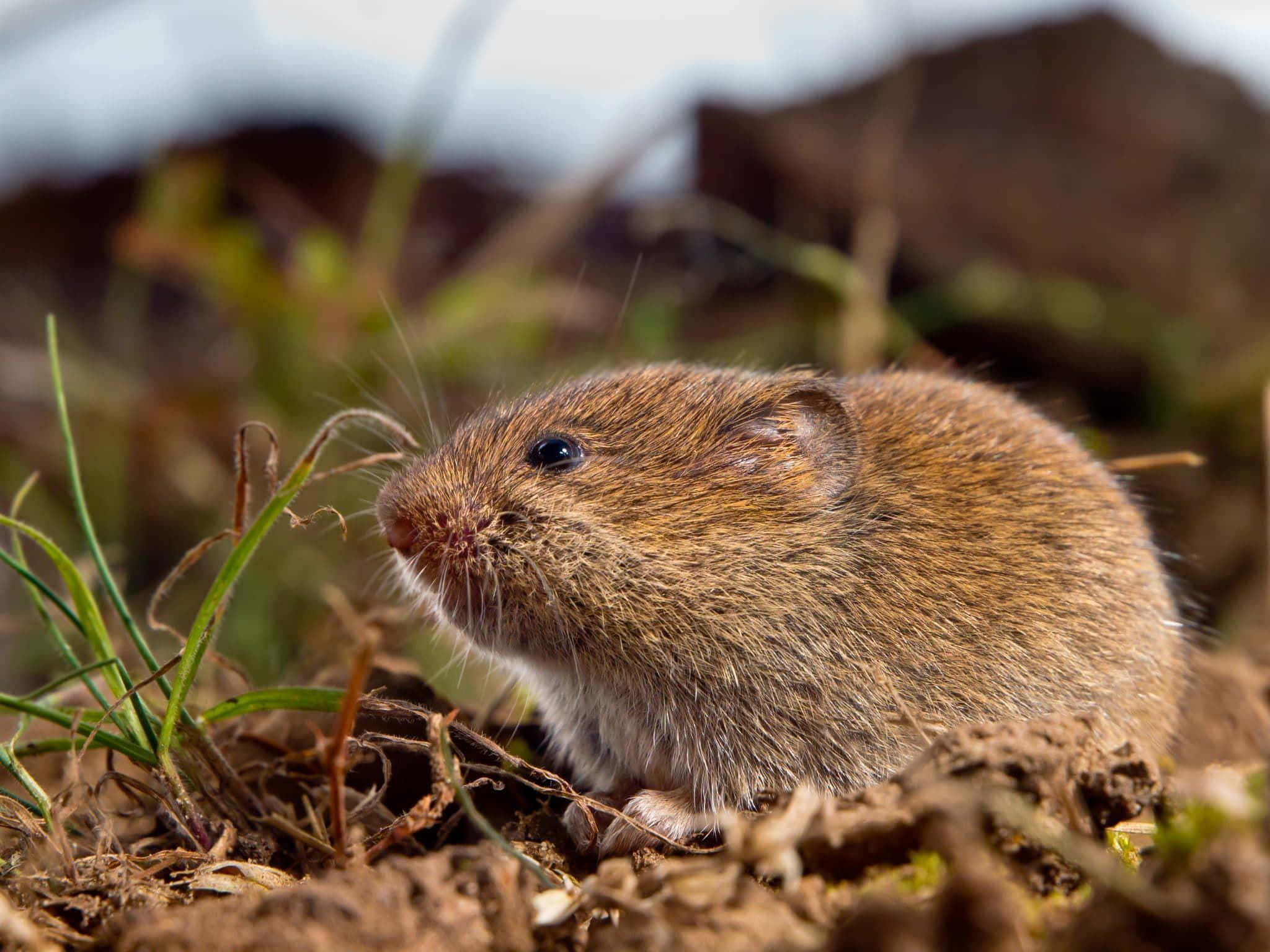 Field Vole, natural habitat, soil, Full HD Desktop Wallpaper