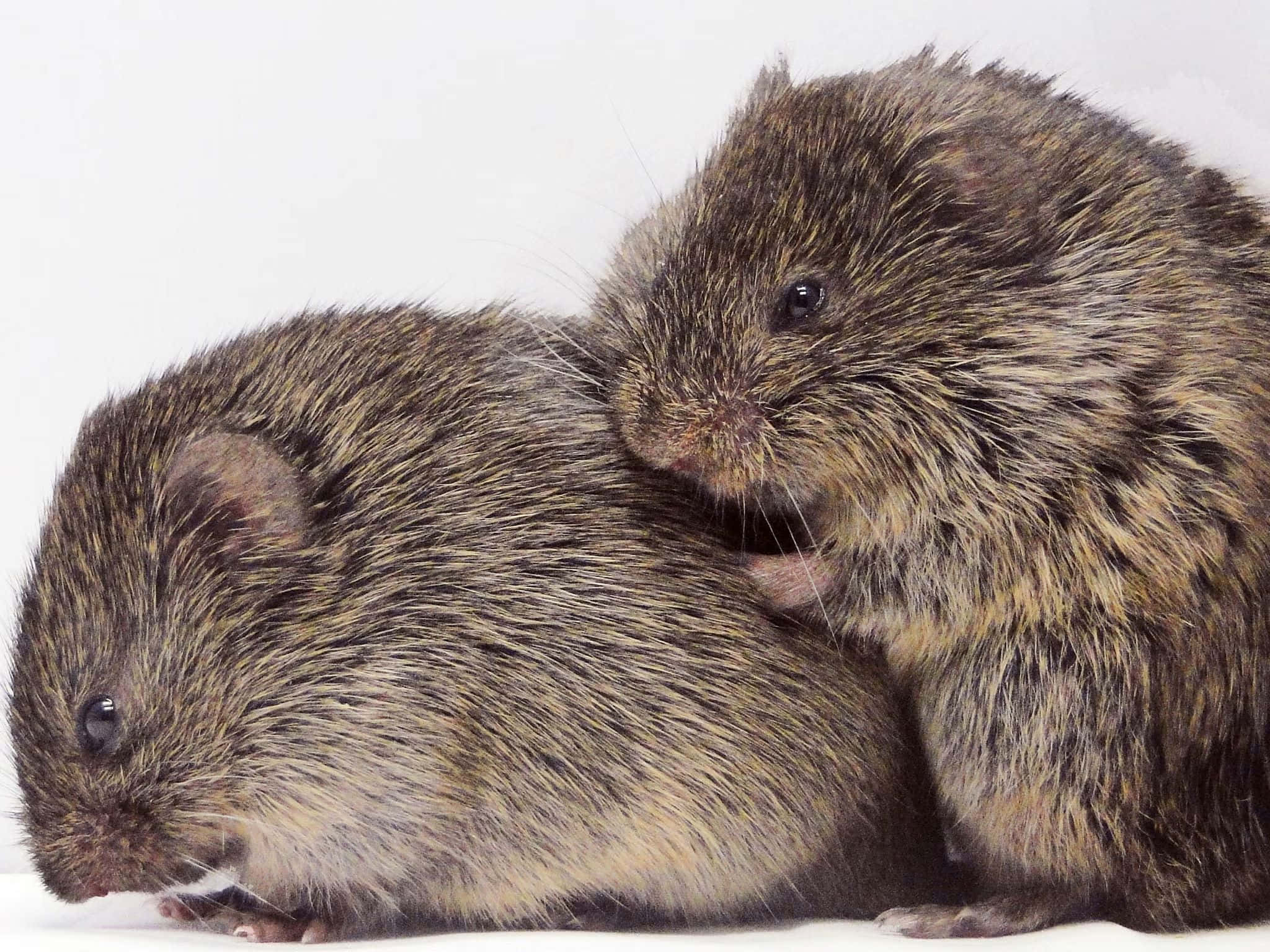 vole, brown, detailed fur, Full HD Desktop Wallpaper
