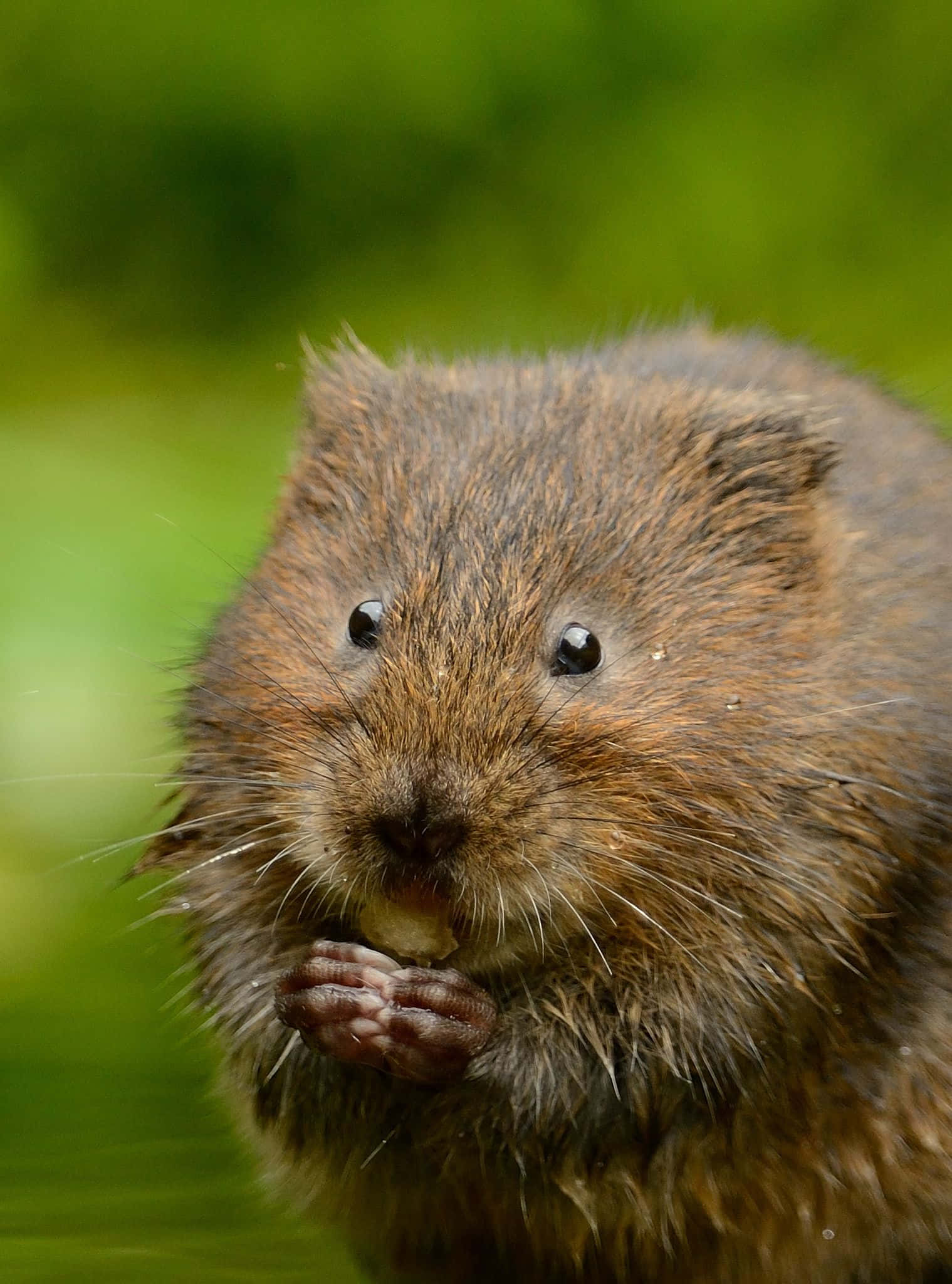 brown water vole, nut, soft green blurred background, Full HD Phone Wallpaper