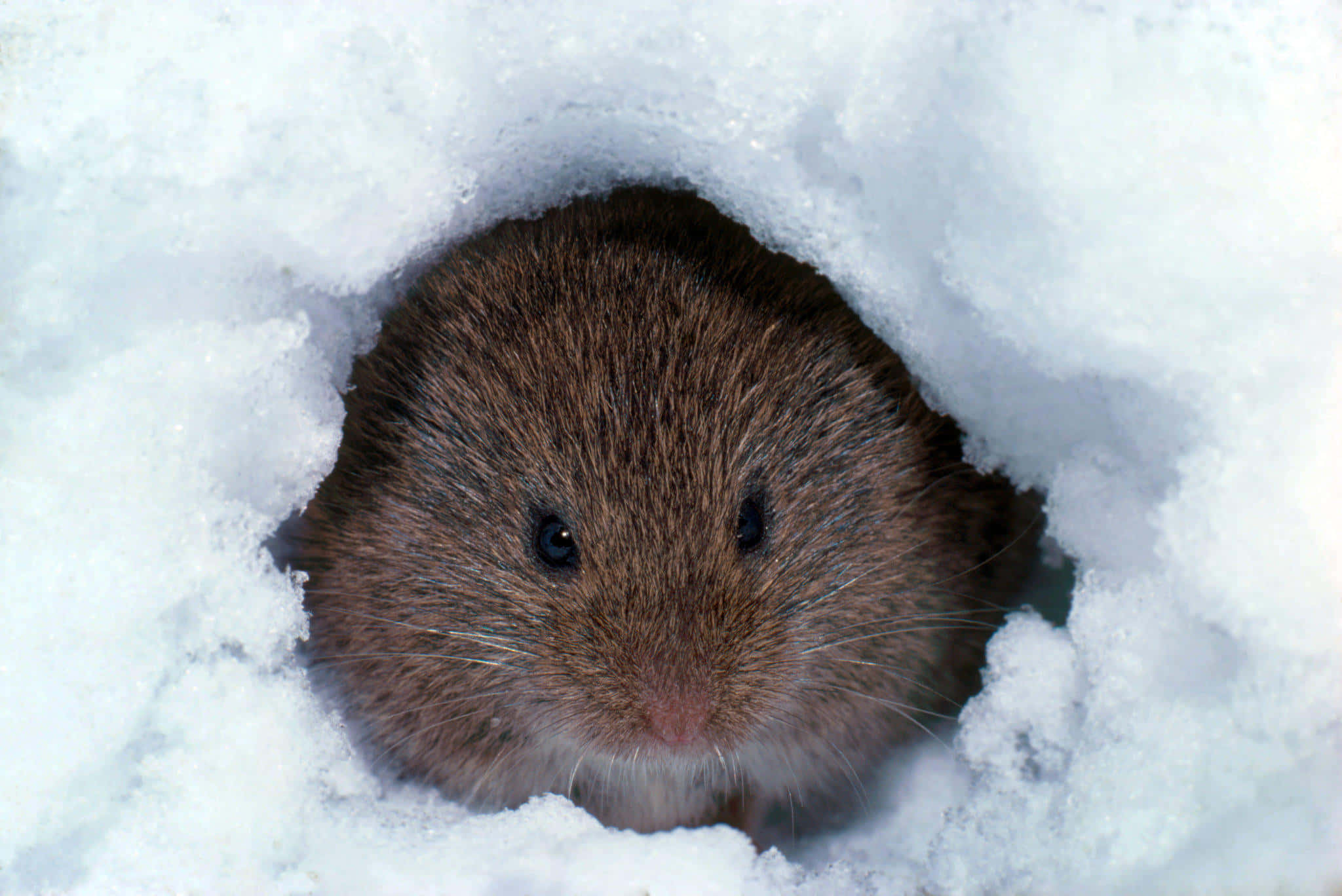 vole, snow tunnel, brown, Full HD Desktop Wallpaper