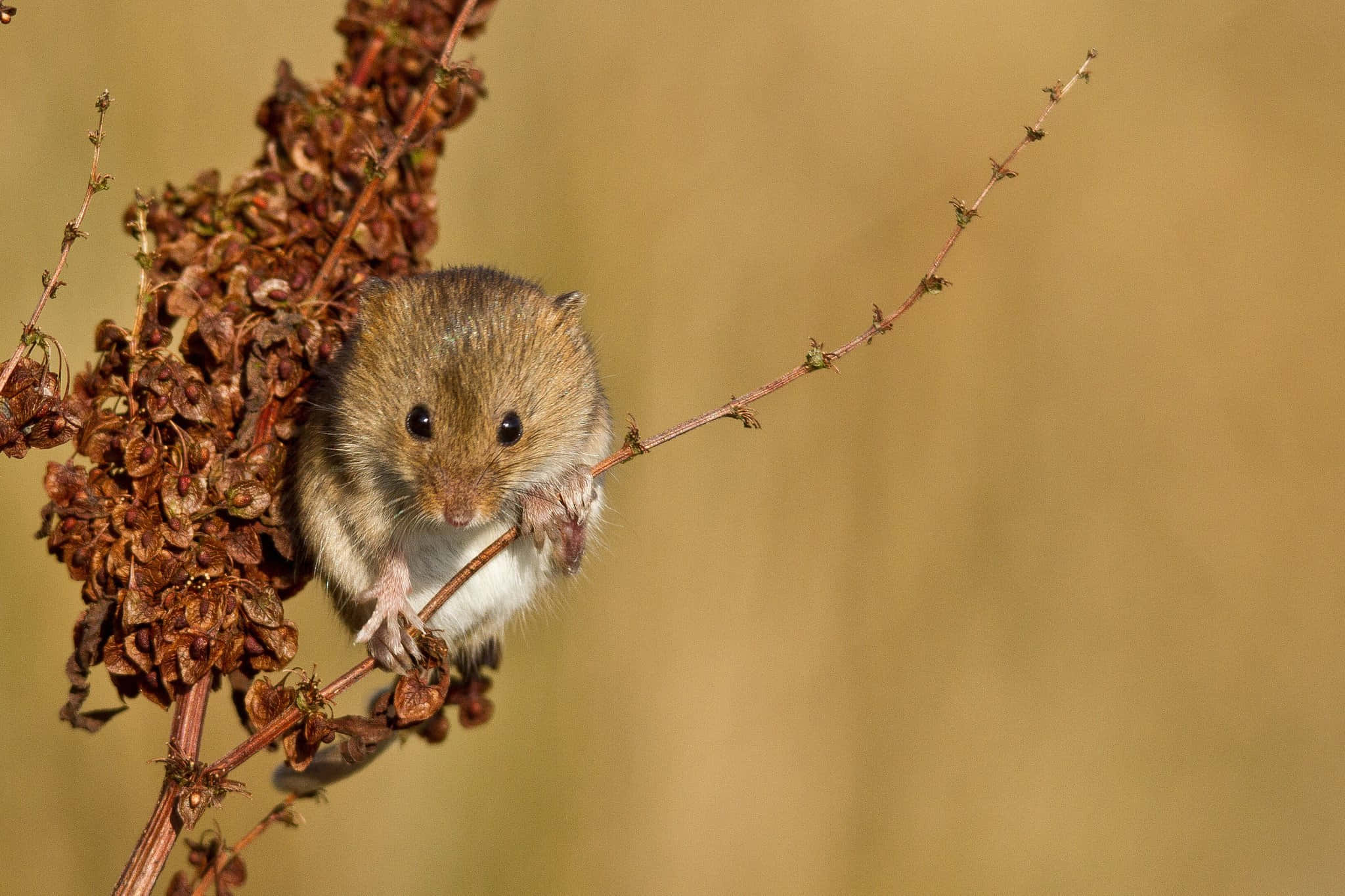 vole, dry plant stem, soft golden background, Full HD Desktop Wallpaper