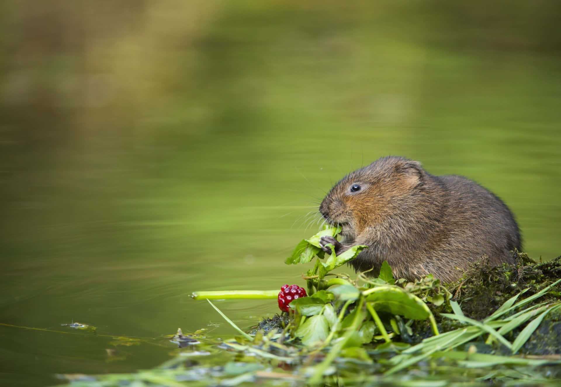 water vole, brown, green pond, Full HD Desktop Wallpaper