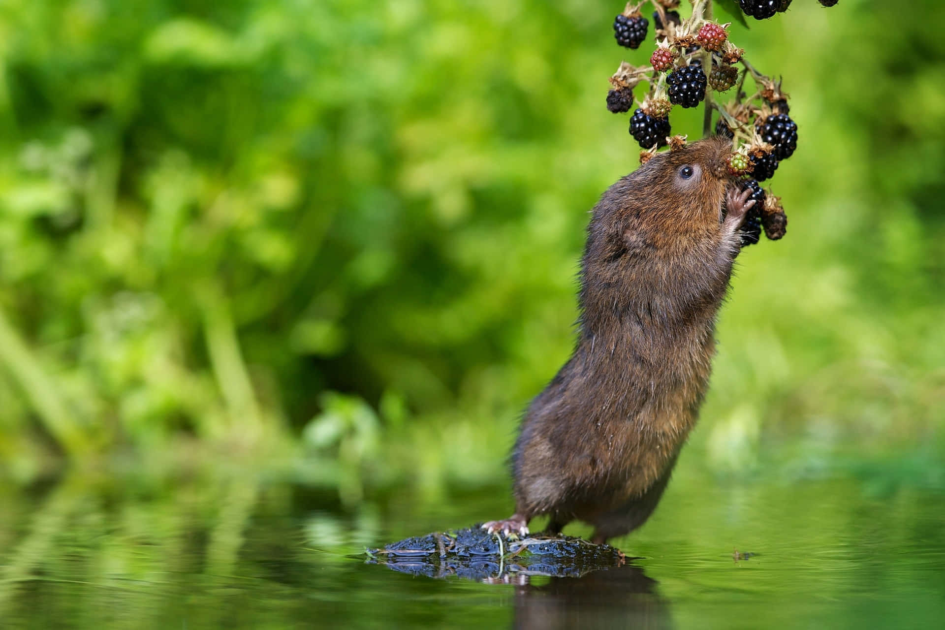 brown water vole, rock, green water, Full HD Desktop Wallpaper