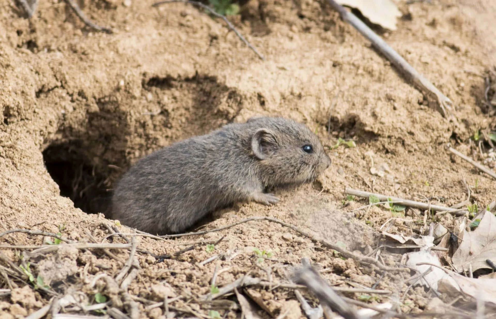 vole, burrow entrance, dry earth, Full HD Desktop Wallpaper