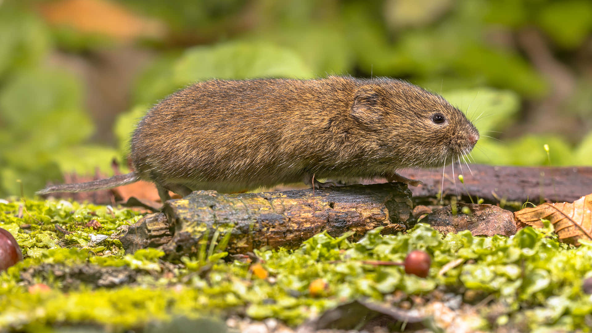 brown vole, mossy log, vibrant green foliage, Full HD Desktop Wallpaper