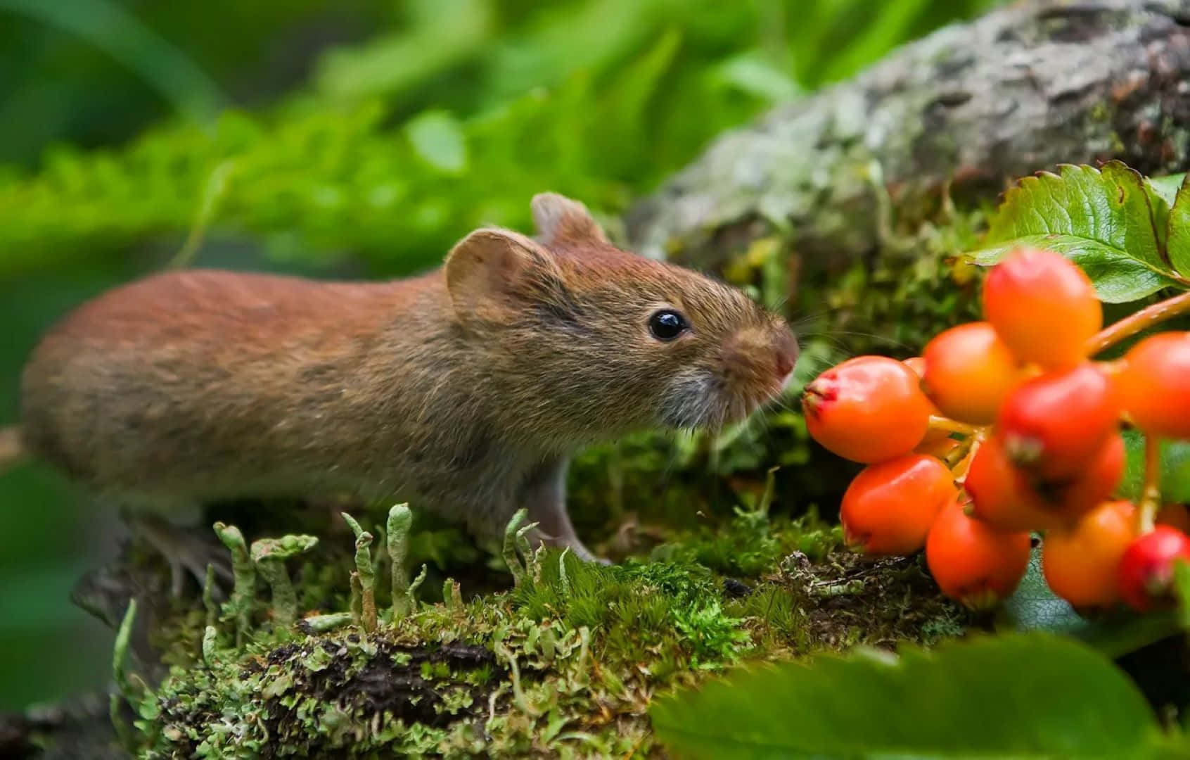Vole, bright orange berries, lush green moss, HD Desktop Wallpaper