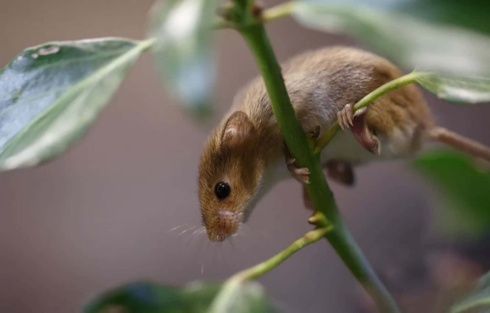 vole, brown mouse, green plant stem, HD Desktop Wallpaper