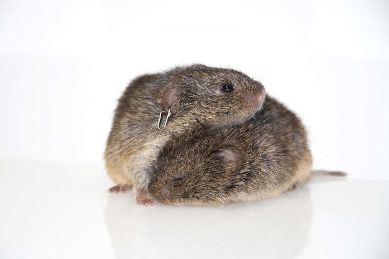 vole, brown, white surface, HD Desktop Wallpaper