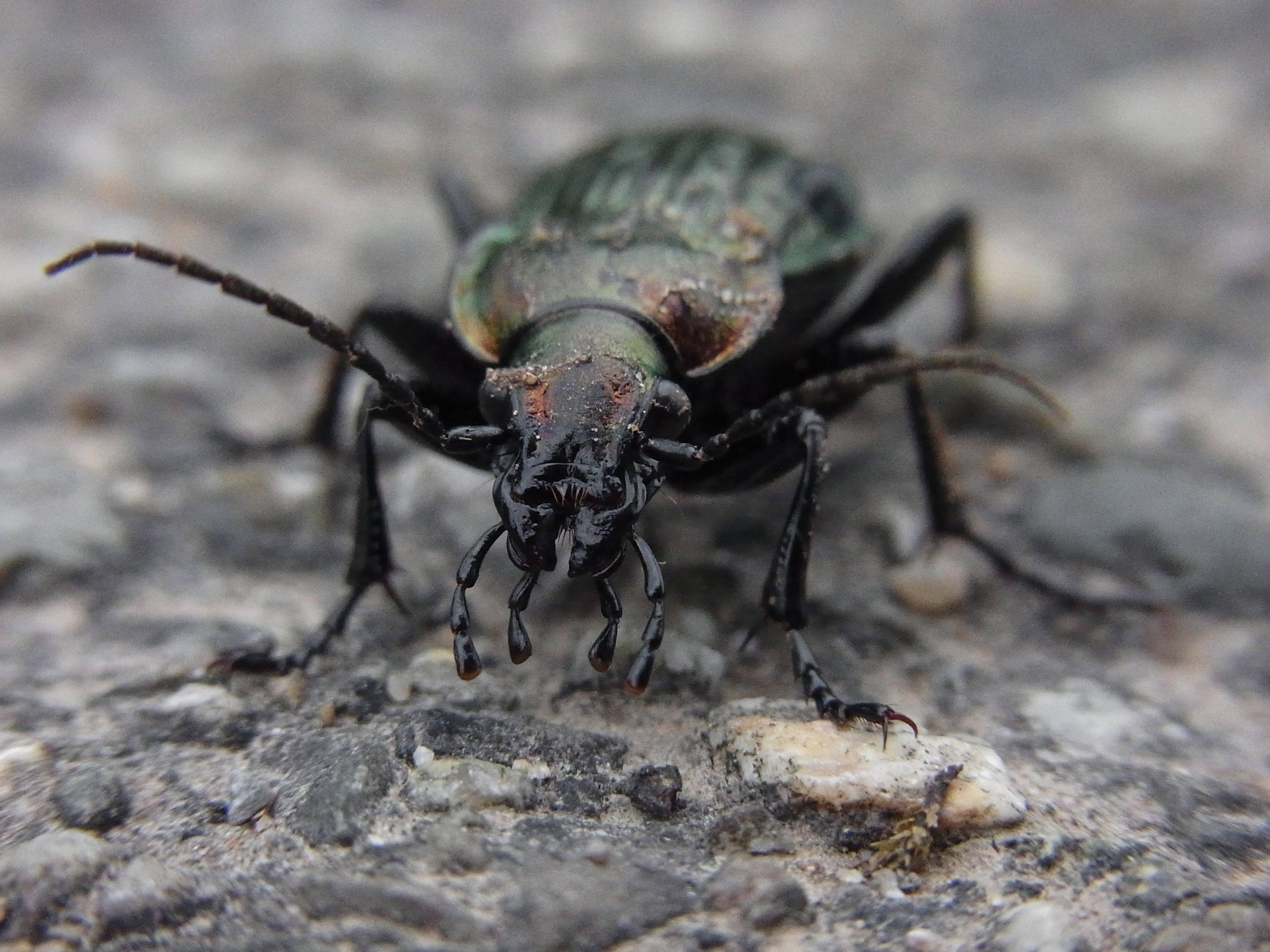 Volkswagen Beetle, metallic green, black legs, 2K Desktop Wallpaper