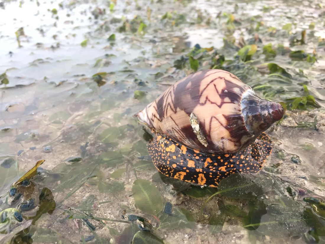 Volute Snail