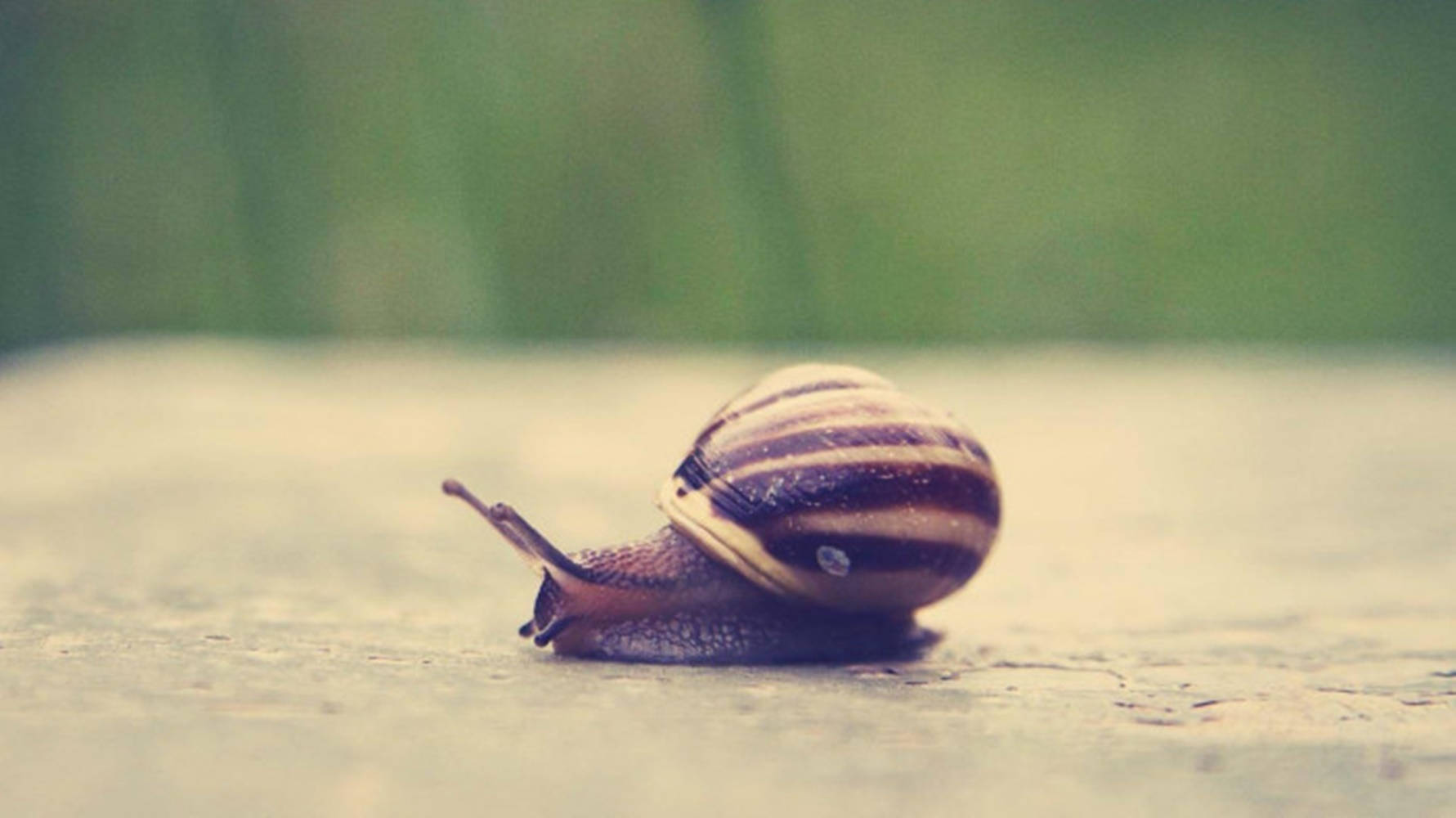 black striped snail, striped snail, textured wooden surface, HD Desktop Wallpaper