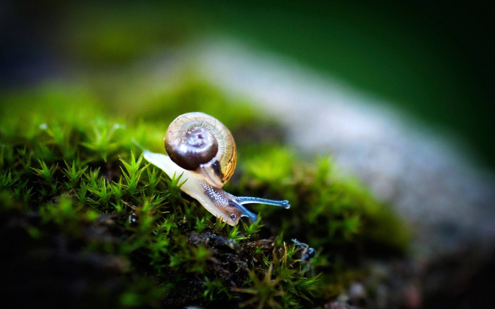 white body snail, spiraled shell, vibrant green moss, Full HD Desktop Wallpaper