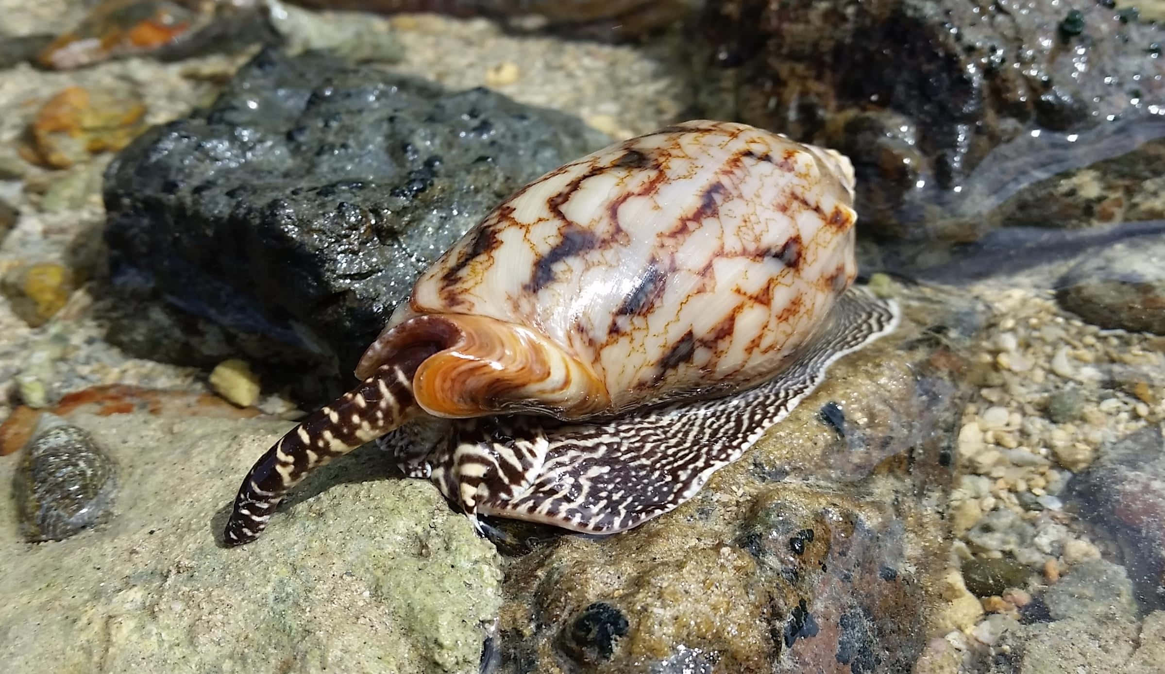 volute snail, rocky shore, wet rocks, Full HD Desktop Wallpaper