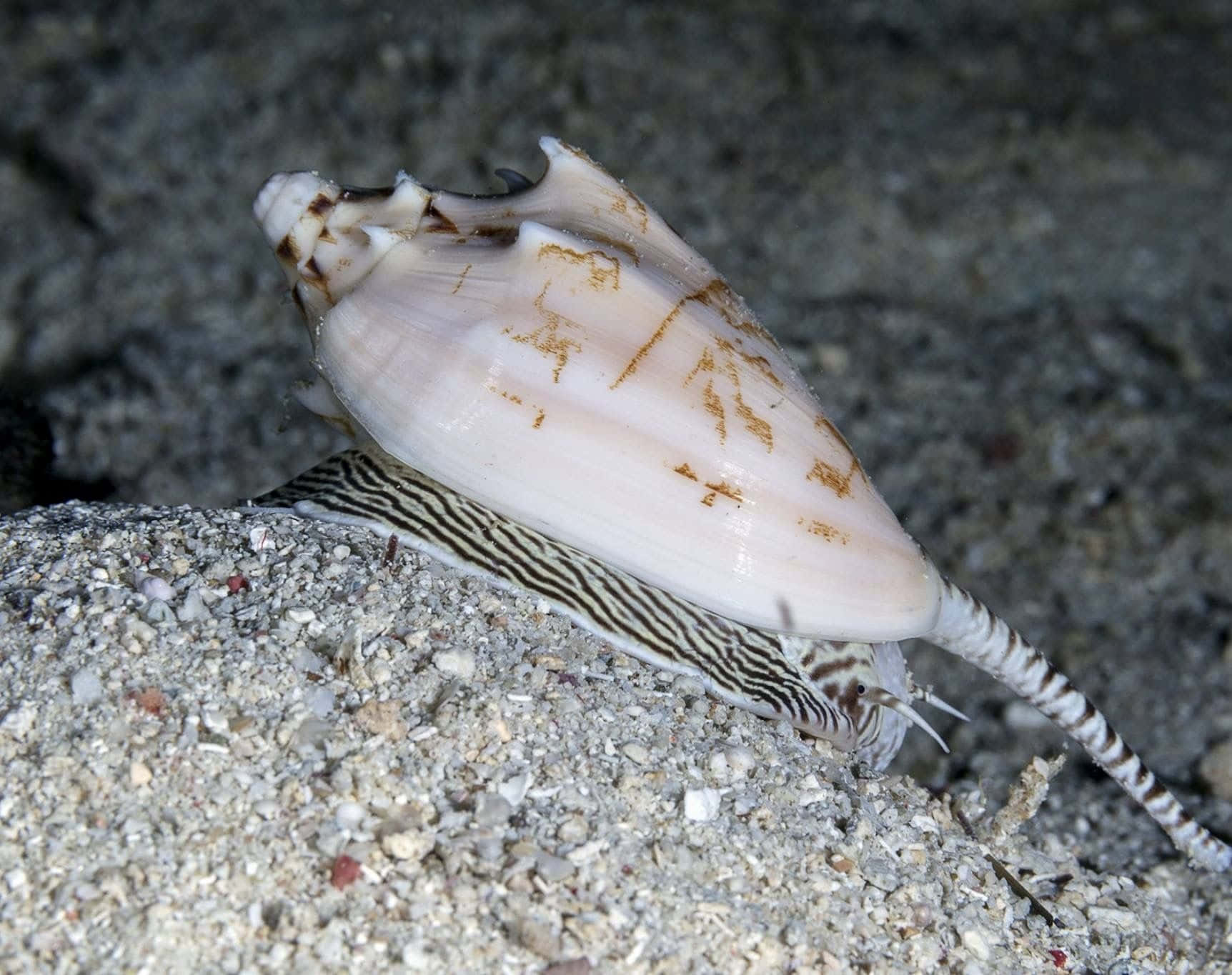 Volute Snail, sandy bottom, conch shell, HD Desktop Wallpaper