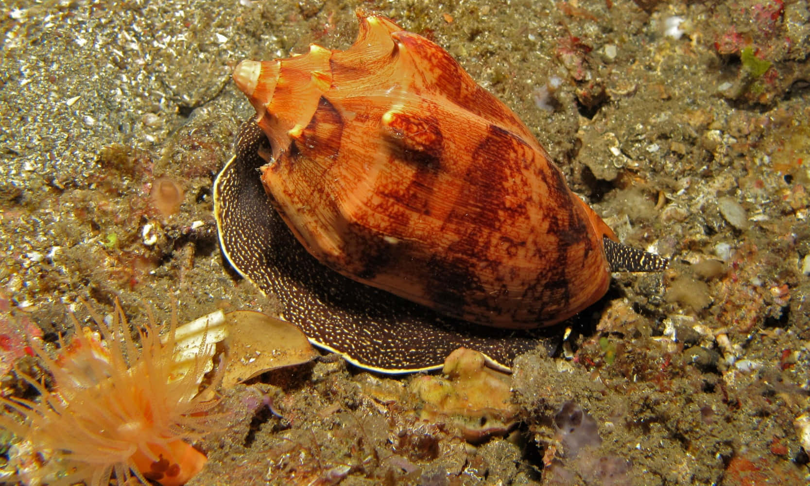 volute snail, orange and brown conch shell, sandy ocean floor, HD Desktop Wallpaper