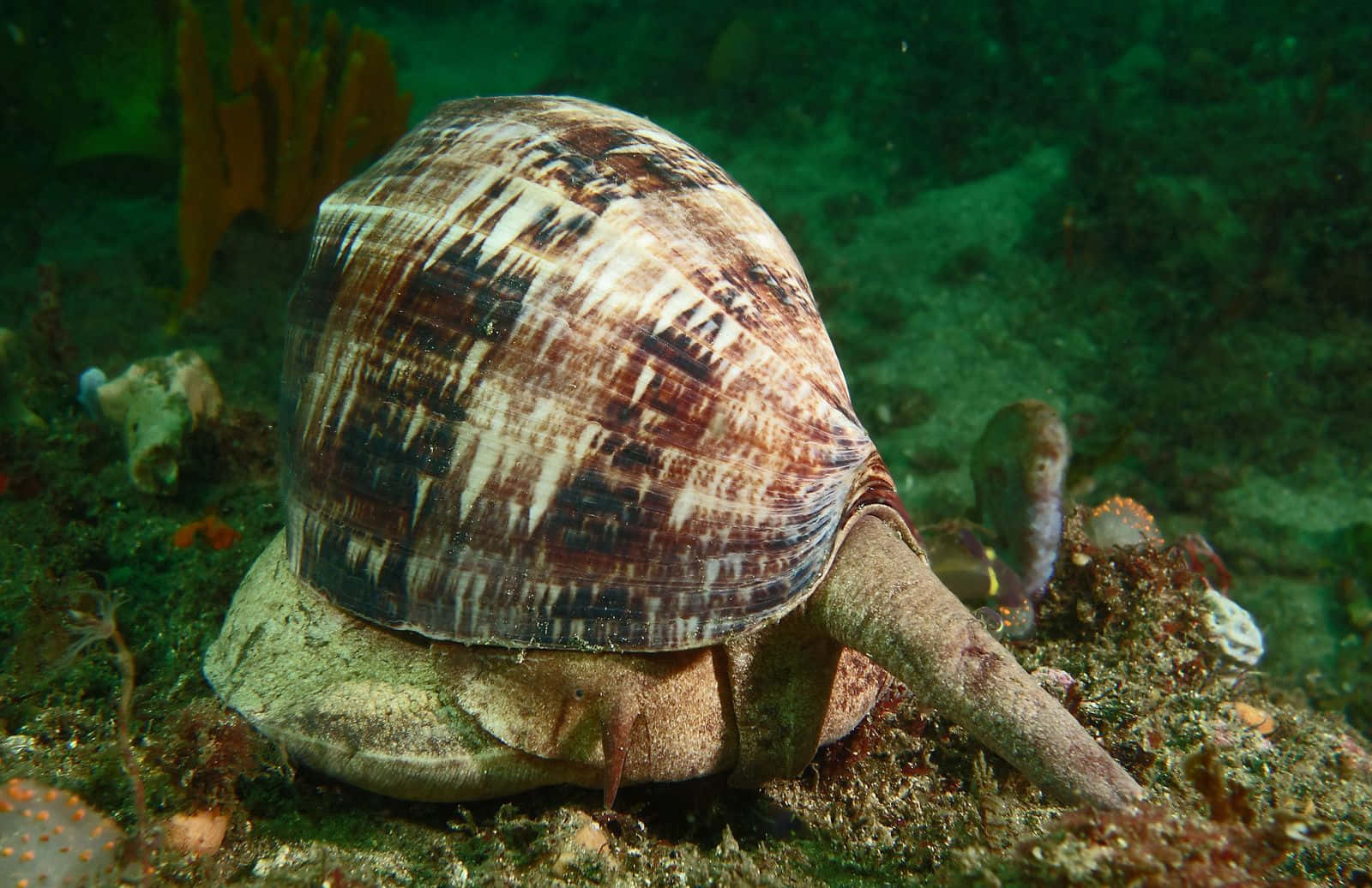 Volute Snail, brown and white striped shell, sandy ocean floor, HD Desktop Wallpaper