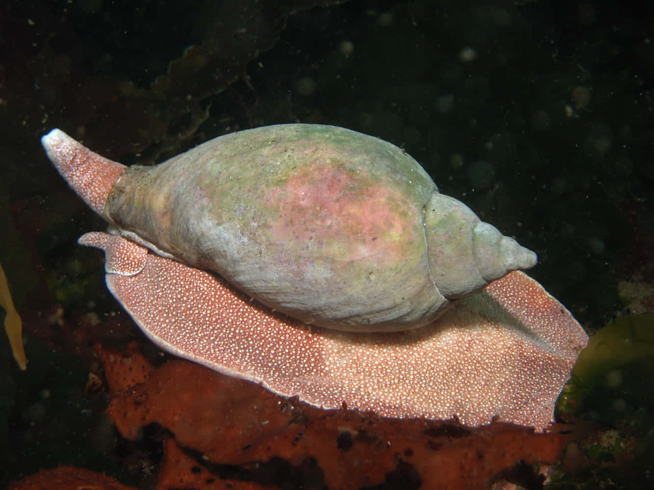 volute snail, greenish shell, pink spotted sea slug, HD Desktop Wallpaper