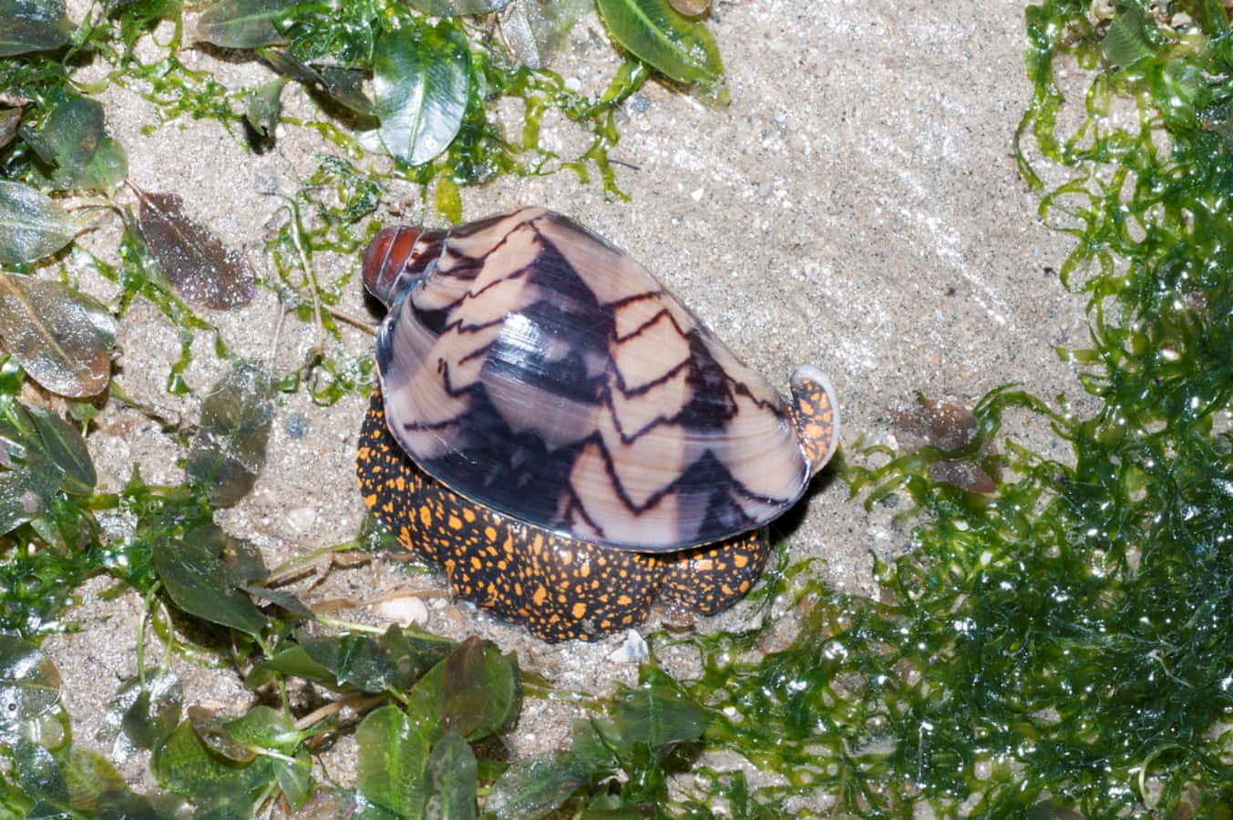 Volute Snail, sandy beach, patterned shell, HD Desktop Wallpaper