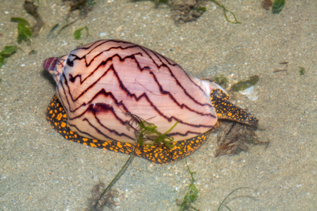 volute snail, pink and black zigzag patterns, sandy ocean floor, HD Desktop Wallpaper