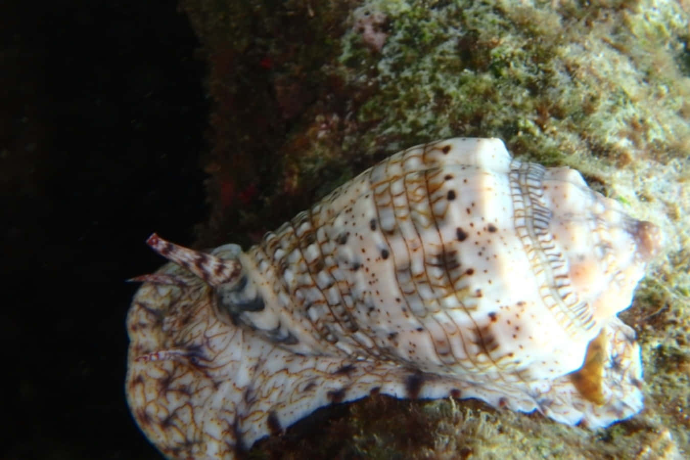 volute snail, spotted conch shell, mossy underwater rock, HD Desktop Wallpaper