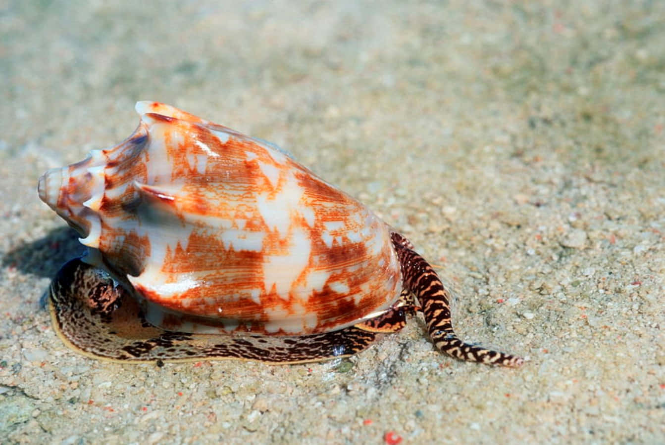 Volute Snail, sandy bottom, wet sandy ocean floor, HD Desktop Wallpaper