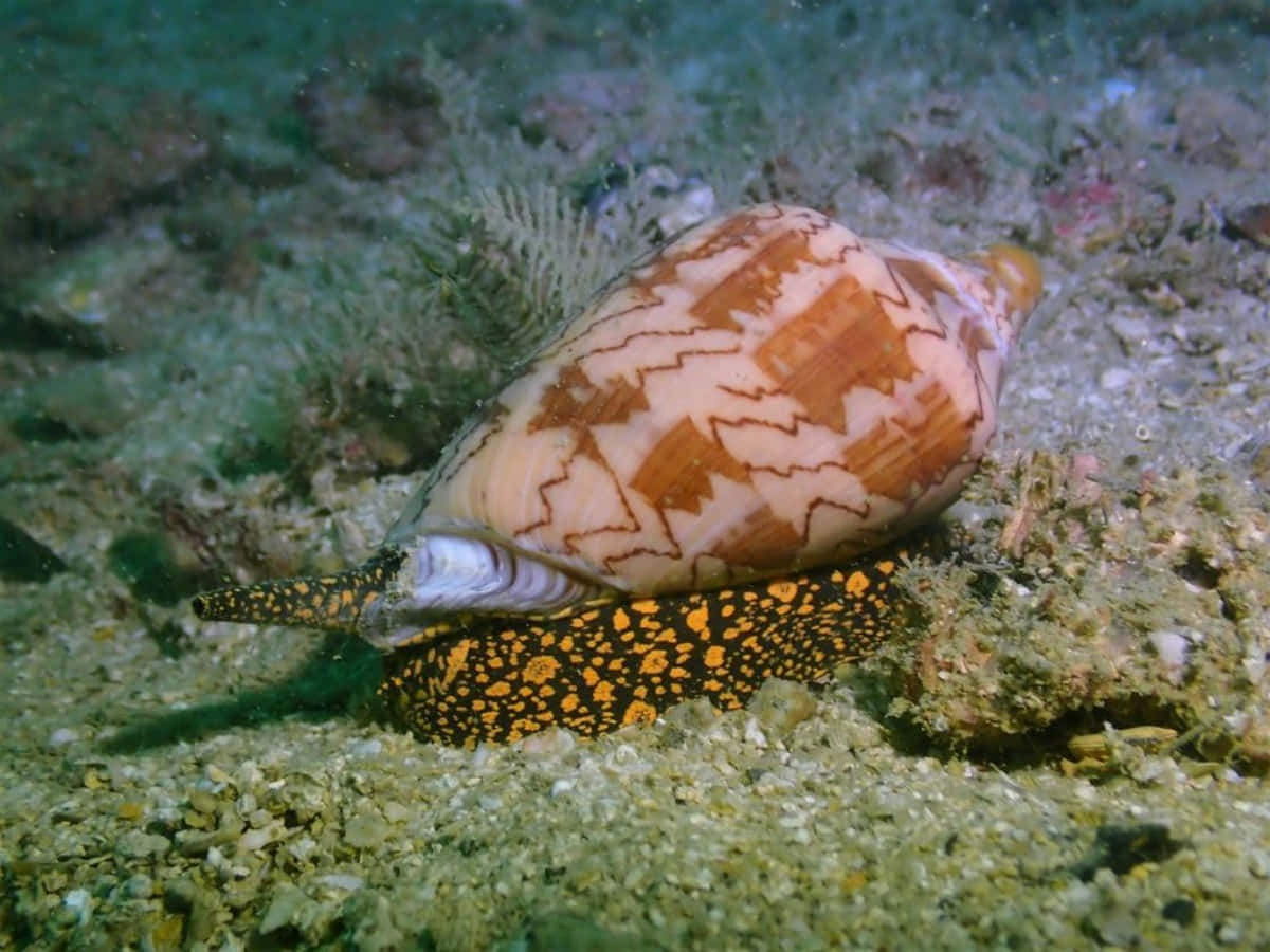 volute snail, orange and cream conch shell, zigzag patterns, SD Desktop Wallpaper
