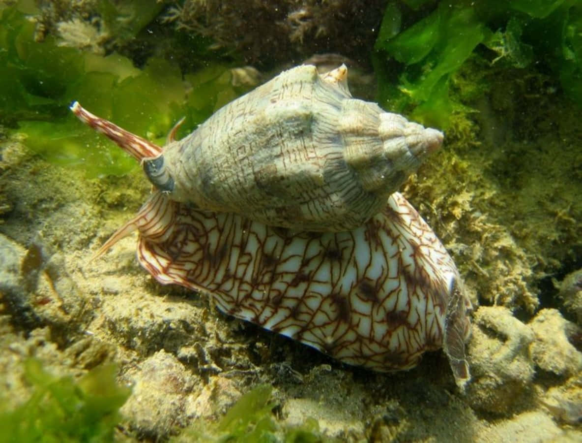 volute snail, conical seashell, intricate brown patterns, SD Desktop Wallpaper