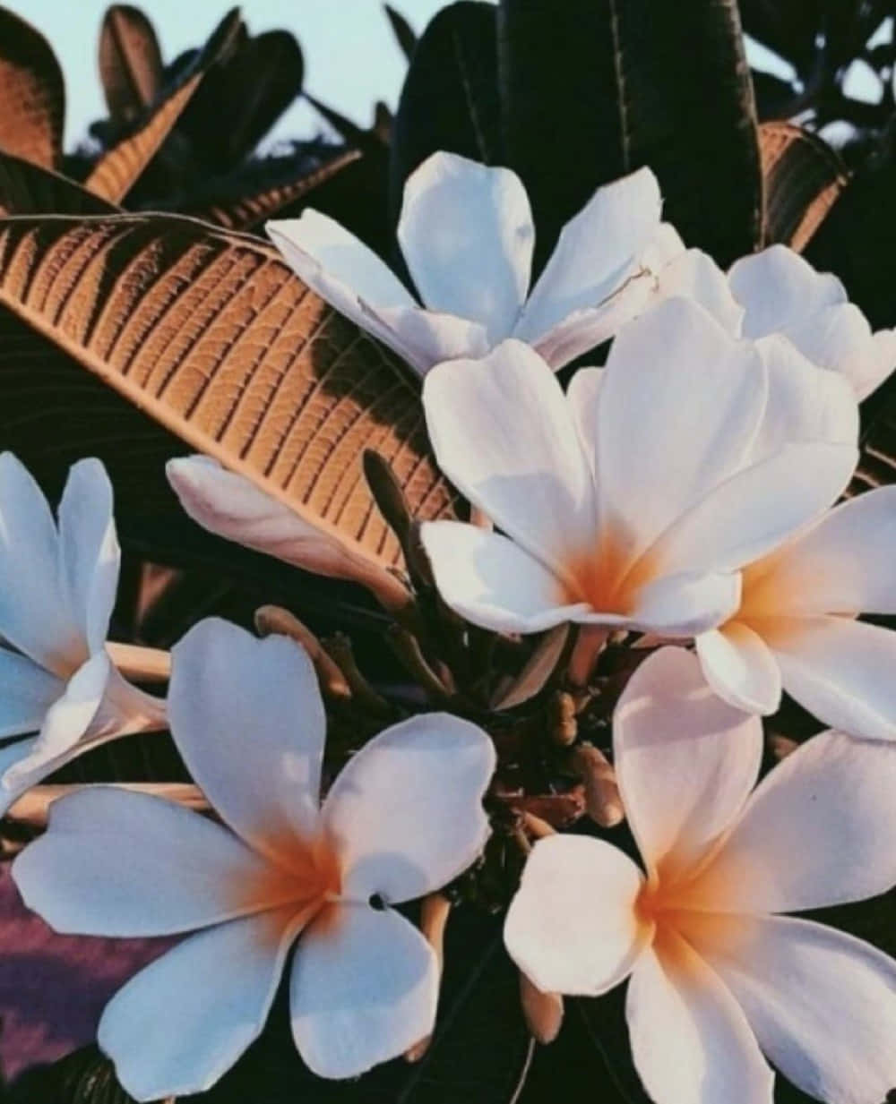 Vsco Girl, white frangipani flowers, orange centers, SD Phone Wallpaper