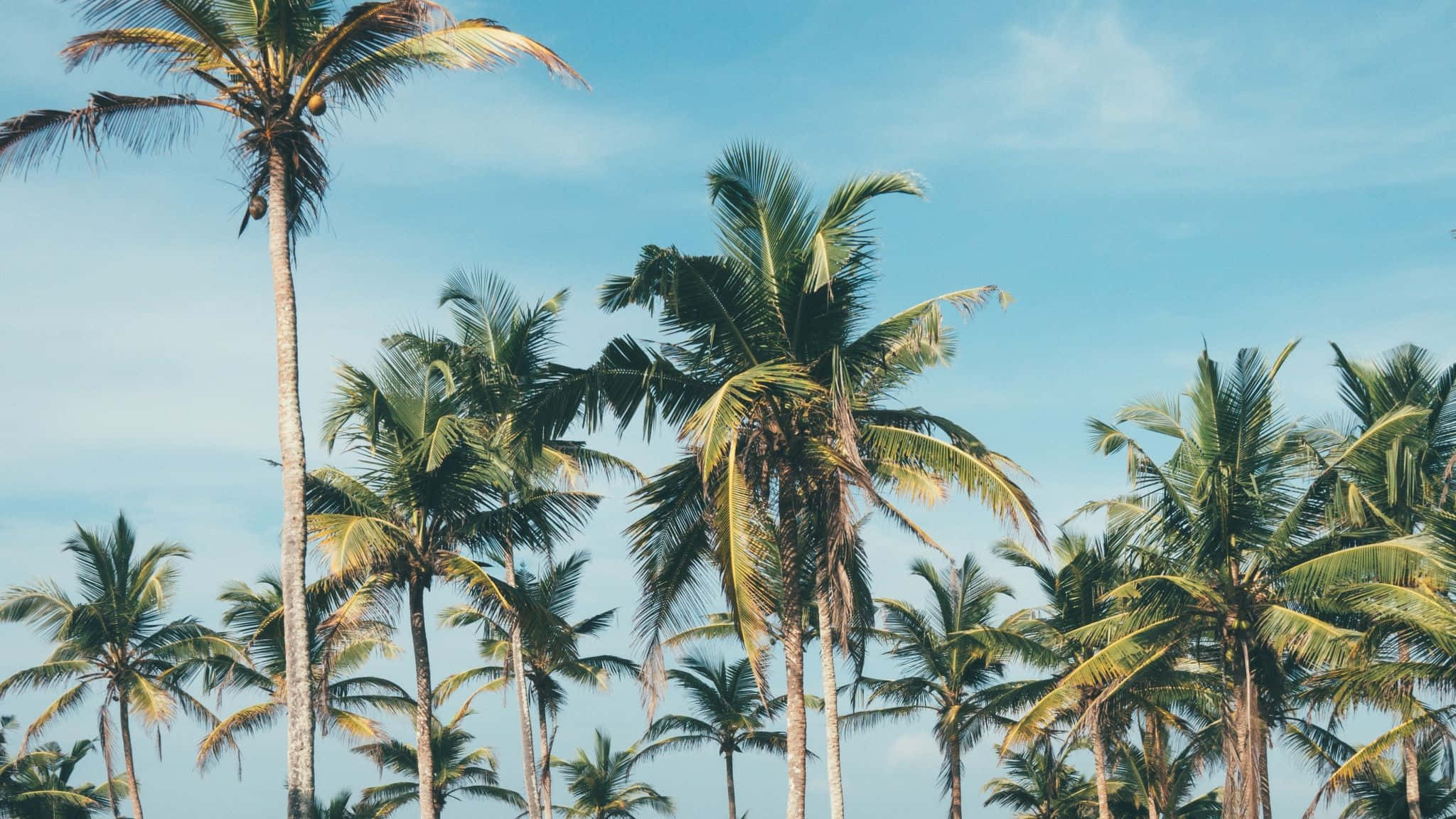 Vsco laptop, vibrant laptop, Vsco logo, Full HD Desktop Wallpaper