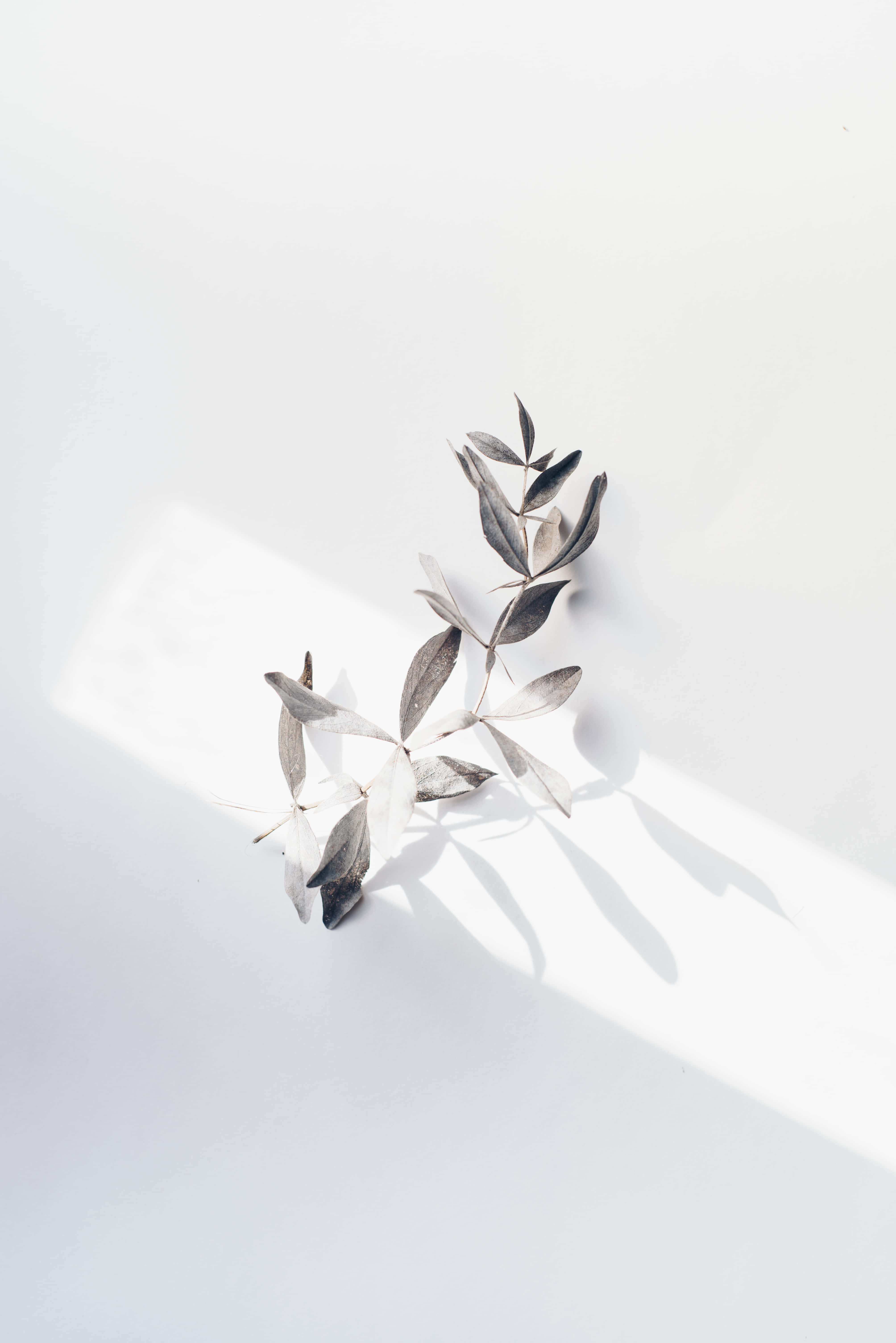 silver-gray leaves, bright white surface, natural light, 5K Phone Wallpaper
