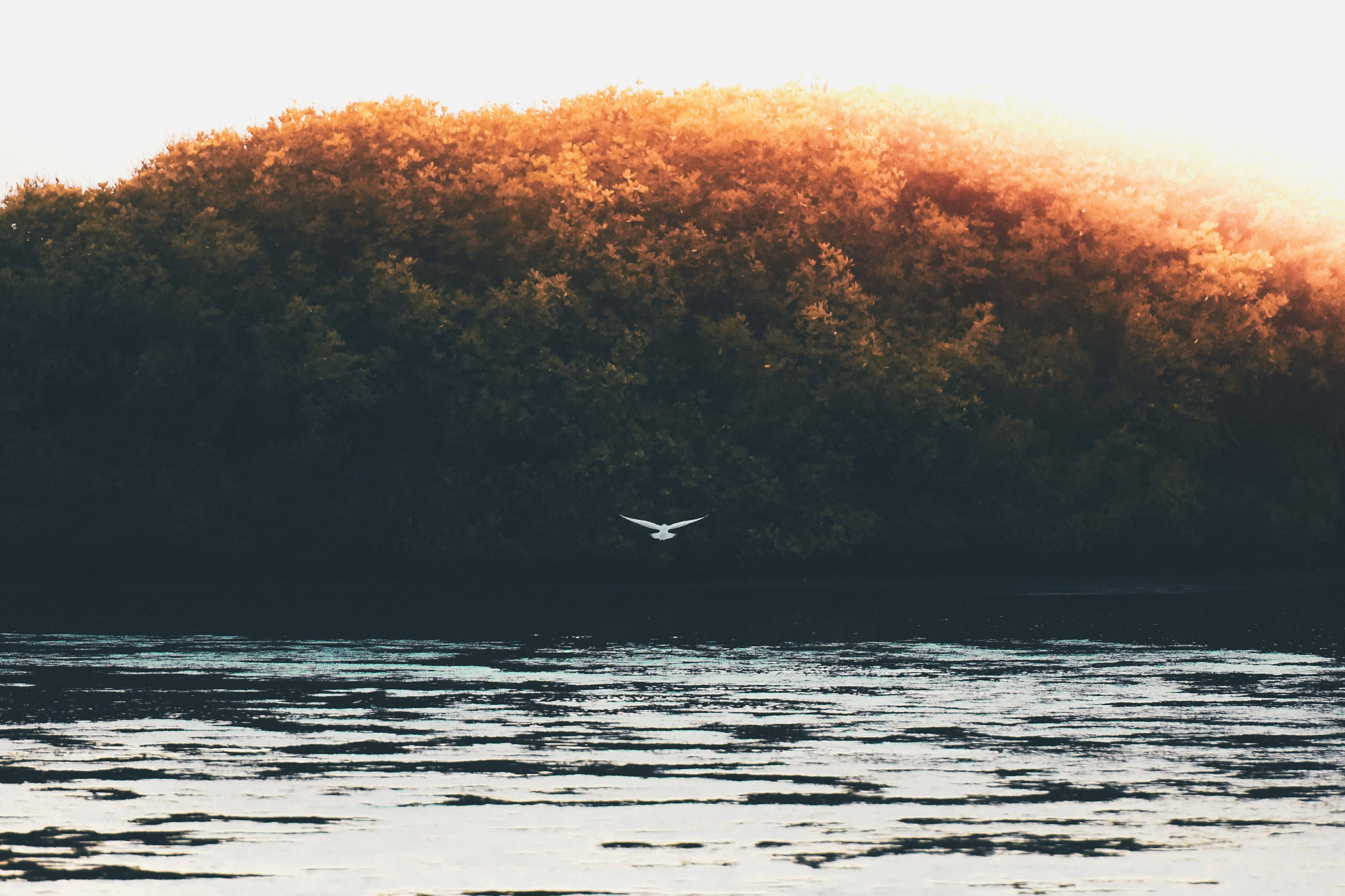 Vsco, bird, lake, 4K Desktop Wallpaper