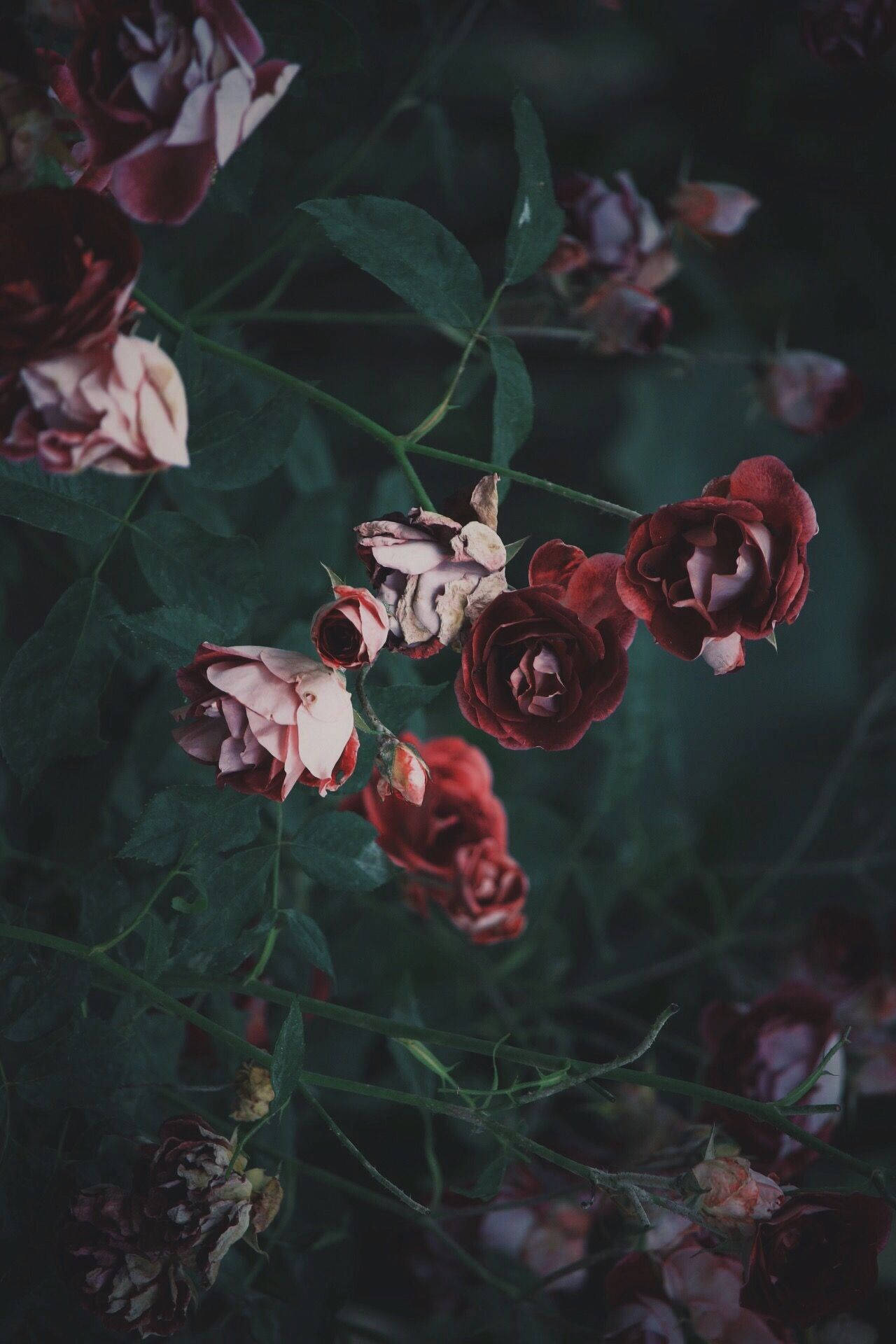wild roses, red roses, pink roses, Full HD Phone Wallpaper