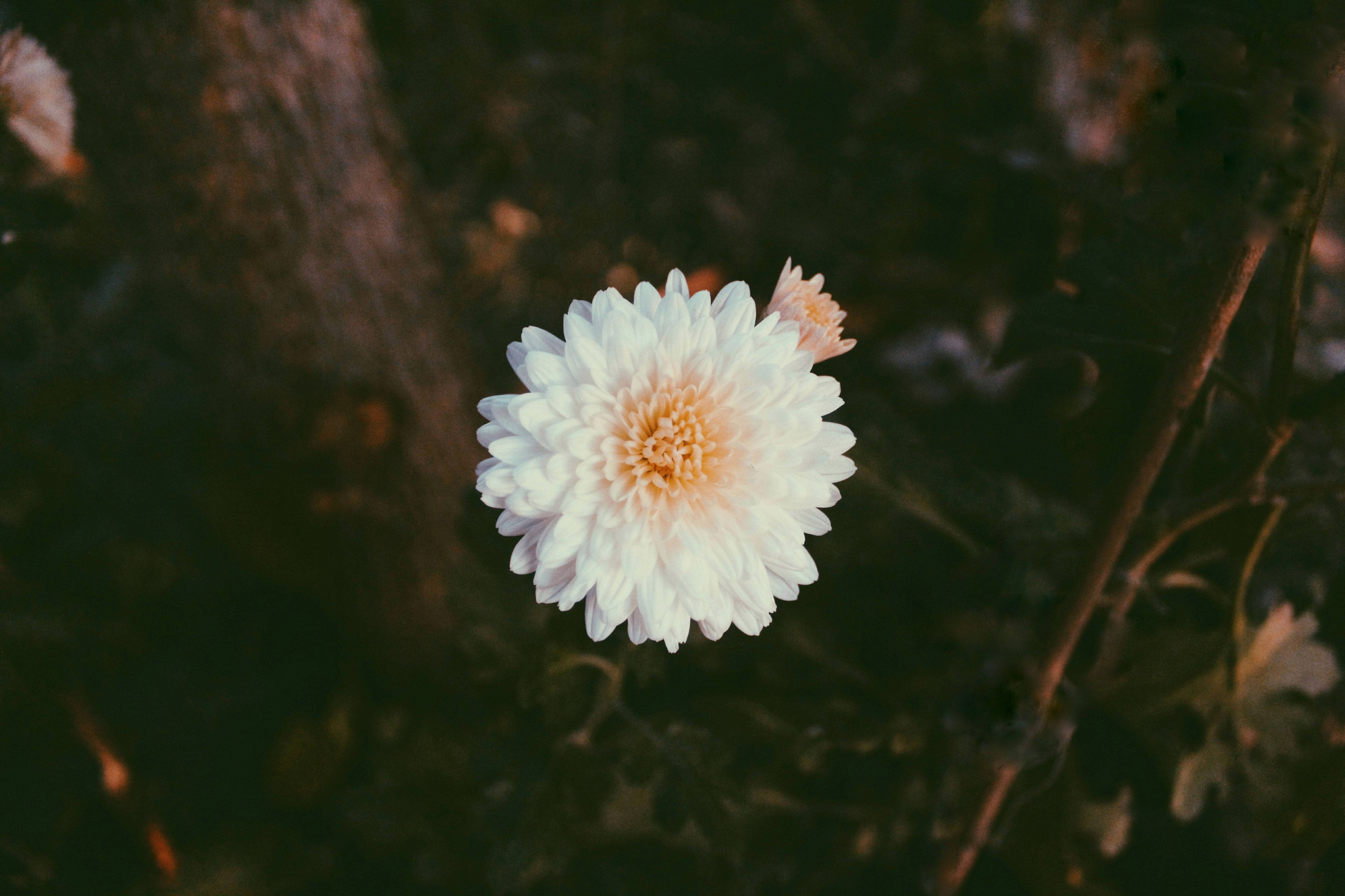 white chrysanthemum, soft peach center, dark blurred forest backdrop, 5K Desktop Wallpaper
