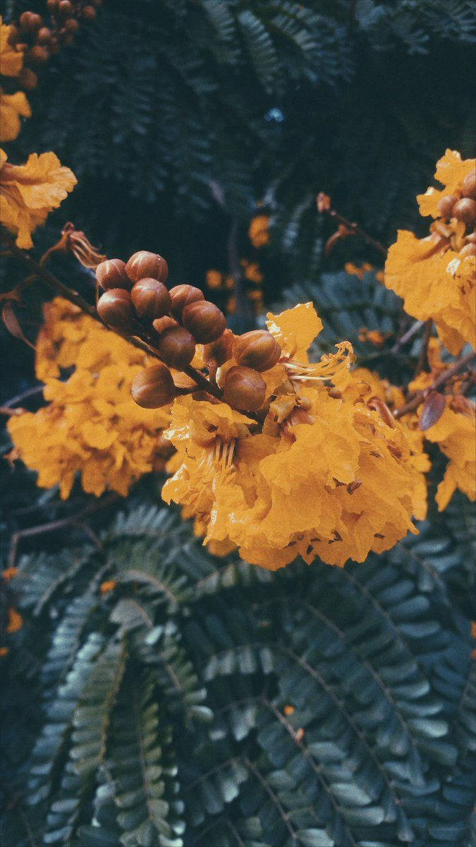 yellow autumn flowers, flame tree blossoms, seed pods, SD Phone Wallpaper