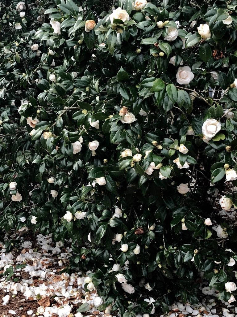 camellia bush, white flowers, dark green leaves, SD Phone Wallpaper