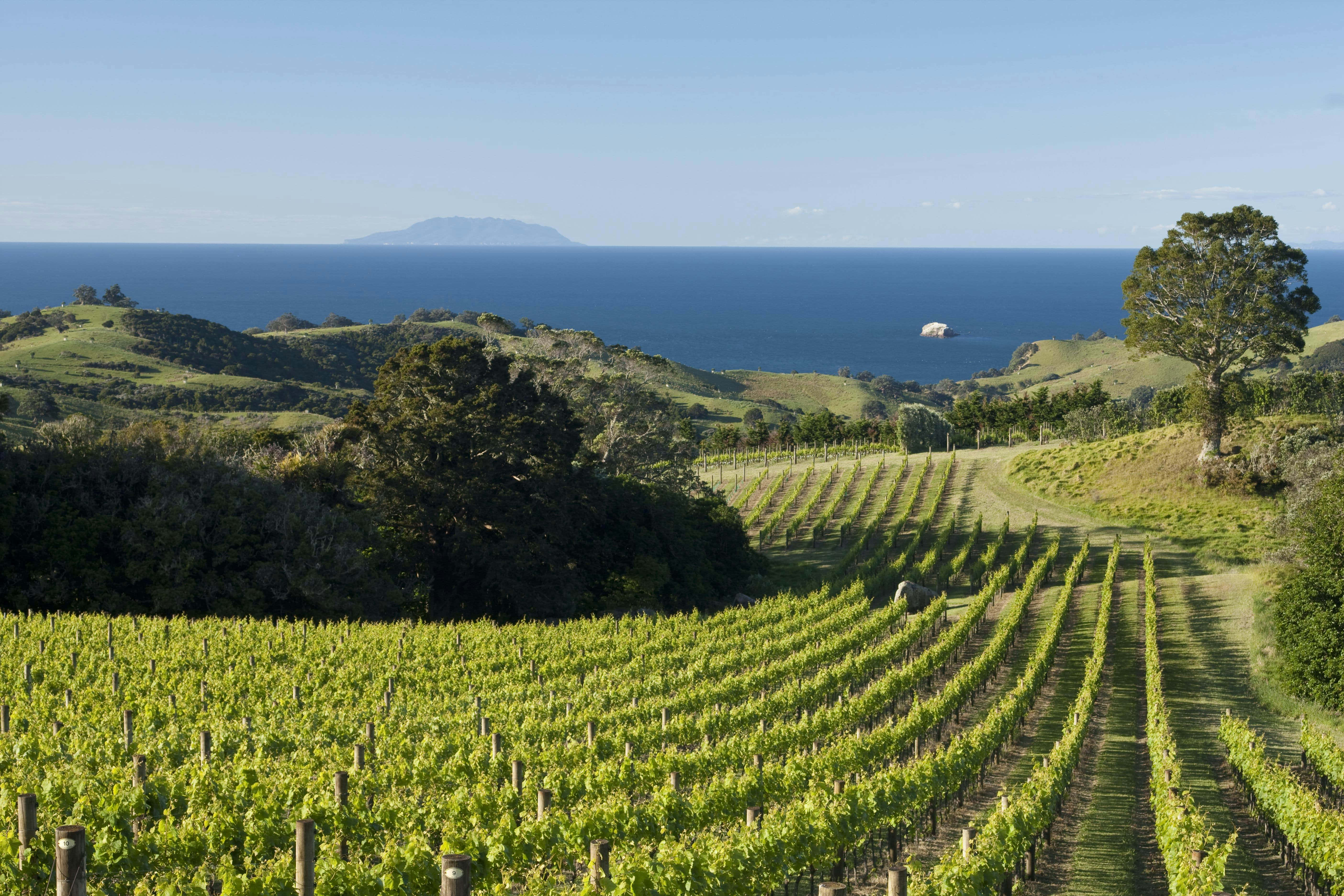 Waiheke Island, vineyard, rows of vibrant green grapevines, 5K Desktop Wallpaper
