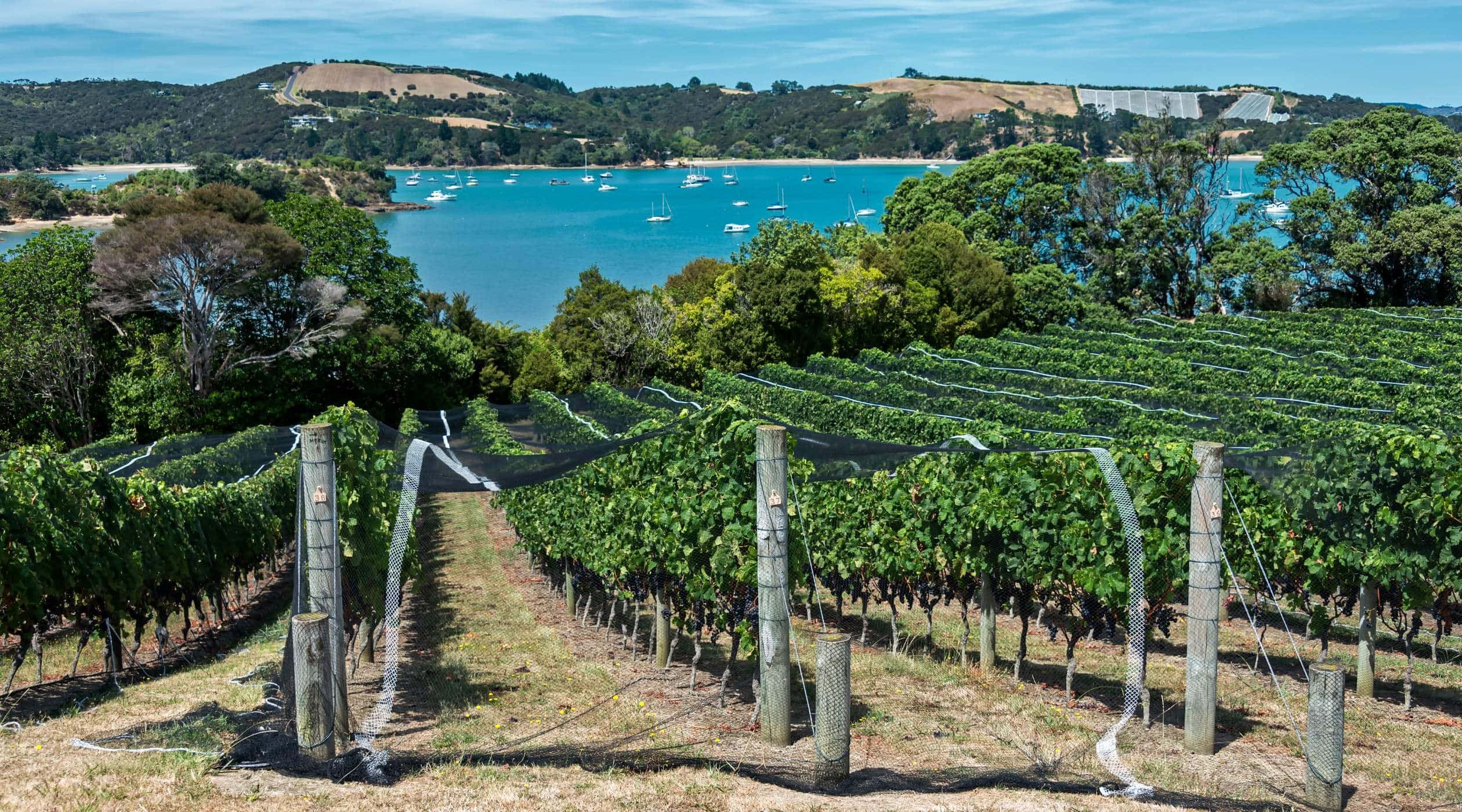 Waiheke Island, vineyard, turquoise bay, Full HD Desktop Wallpaper