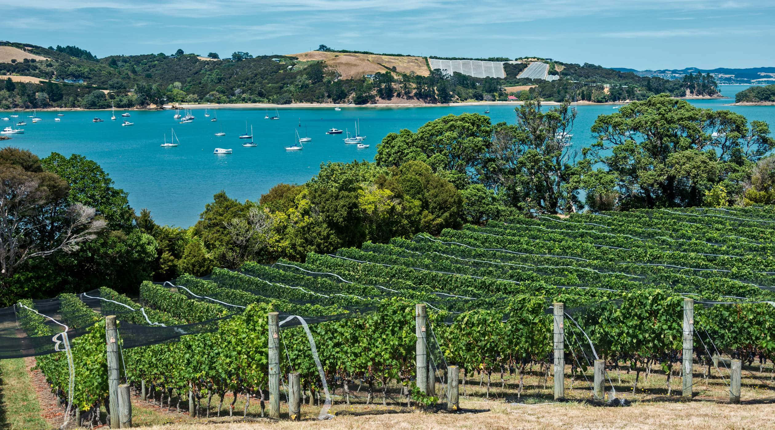 Waiheke Island, vineyard, turquoise bay, Full HD Desktop Wallpaper