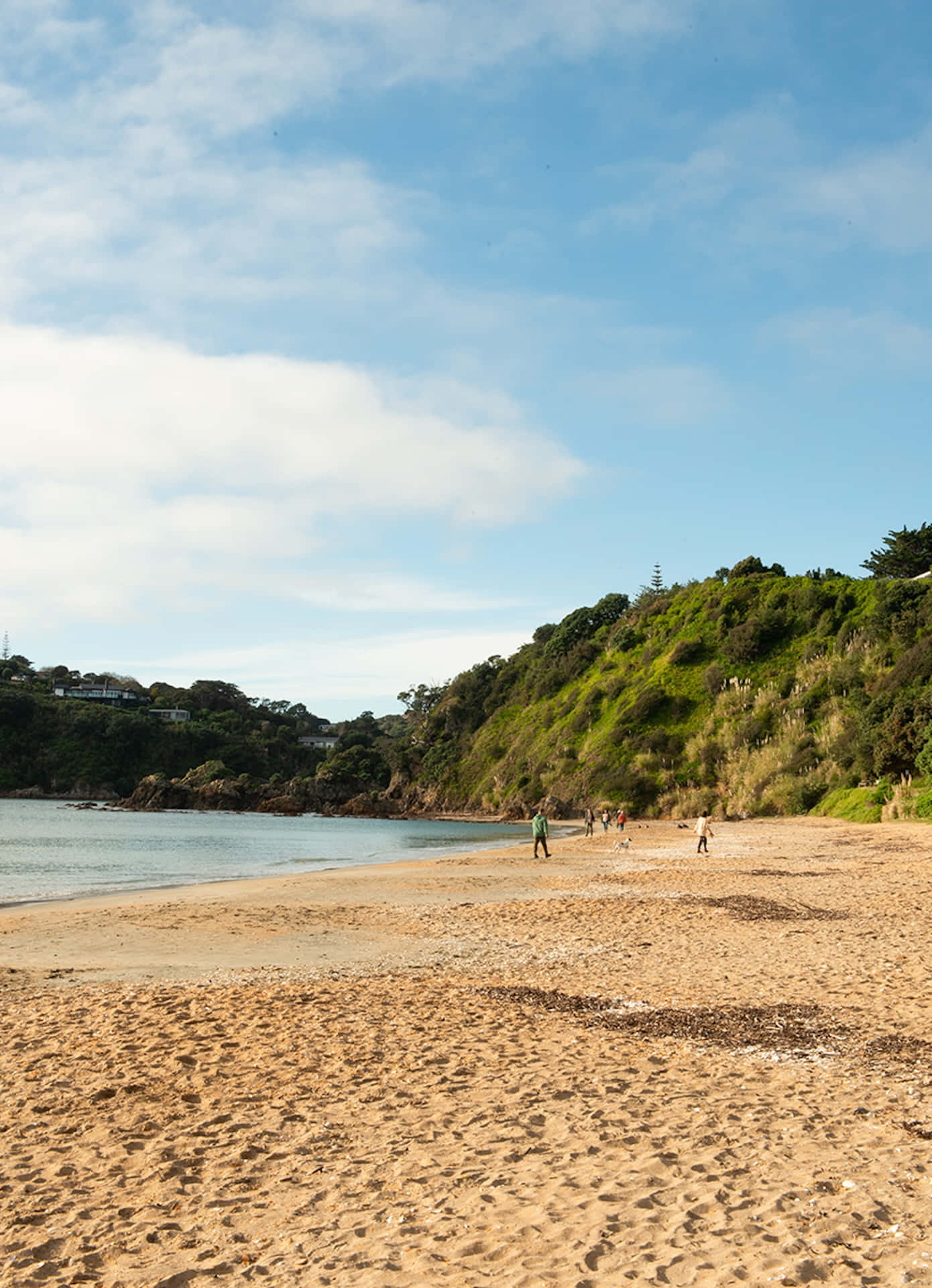Waiheke Island, sunny beach scene, bright blue sky, Full HD Phone Wallpaper